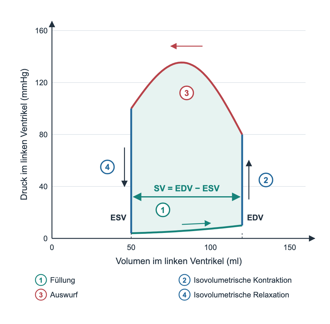 Schematische Druck-Volumen-Schleife des linken Ventrikels. Waagerechte Achse Volumen in Millilitern, senkrechte Achse Druck in mmHg. Die Füllung verläuft unten bei niedrigem Druck von etwa 50 auf 120 Milliliter, dann steigt der Druck senkrecht bei 120 Millilitern an, oben folgt der Auswurf mit abnehmendem Volumen bis 50 Milliliter, links fällt der Druck senkrecht wieder ab. Ein Doppelpfeil zwischen ESV und EDV ist mit SV gleich EDV minus ESV beschriftet; die vier Phasen sind nummeriert.