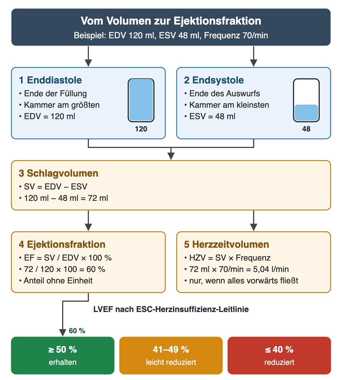 Oben zwei blaue Kästen mit Füllstandsgefäßen: 1 Enddiastole, Ende der Füllung, EDV 120 ml, Gefäß voll; 2 Endsystole, Ende des Auswurfs, ESV 48 ml, Gefäß zu zwei Fünfteln gefüllt. Beide führen zu 3 Schlagvolumen 120 minus 48 gleich 72 ml, dieses zu 4 Ejektionsfraktion 72 durch 120 mal 100 gleich 60 % und 5 Herzzeitvolumen 72 ml mal 70 pro Minute gleich 5,04 l/min. Unten drei Felder der ESC-Einteilung: grün ab 50 % erhalten, orange 41–49 % leicht reduziert, rot bis 40 % reduziert; der Pfeil mit 60 % zeigt auf grün.