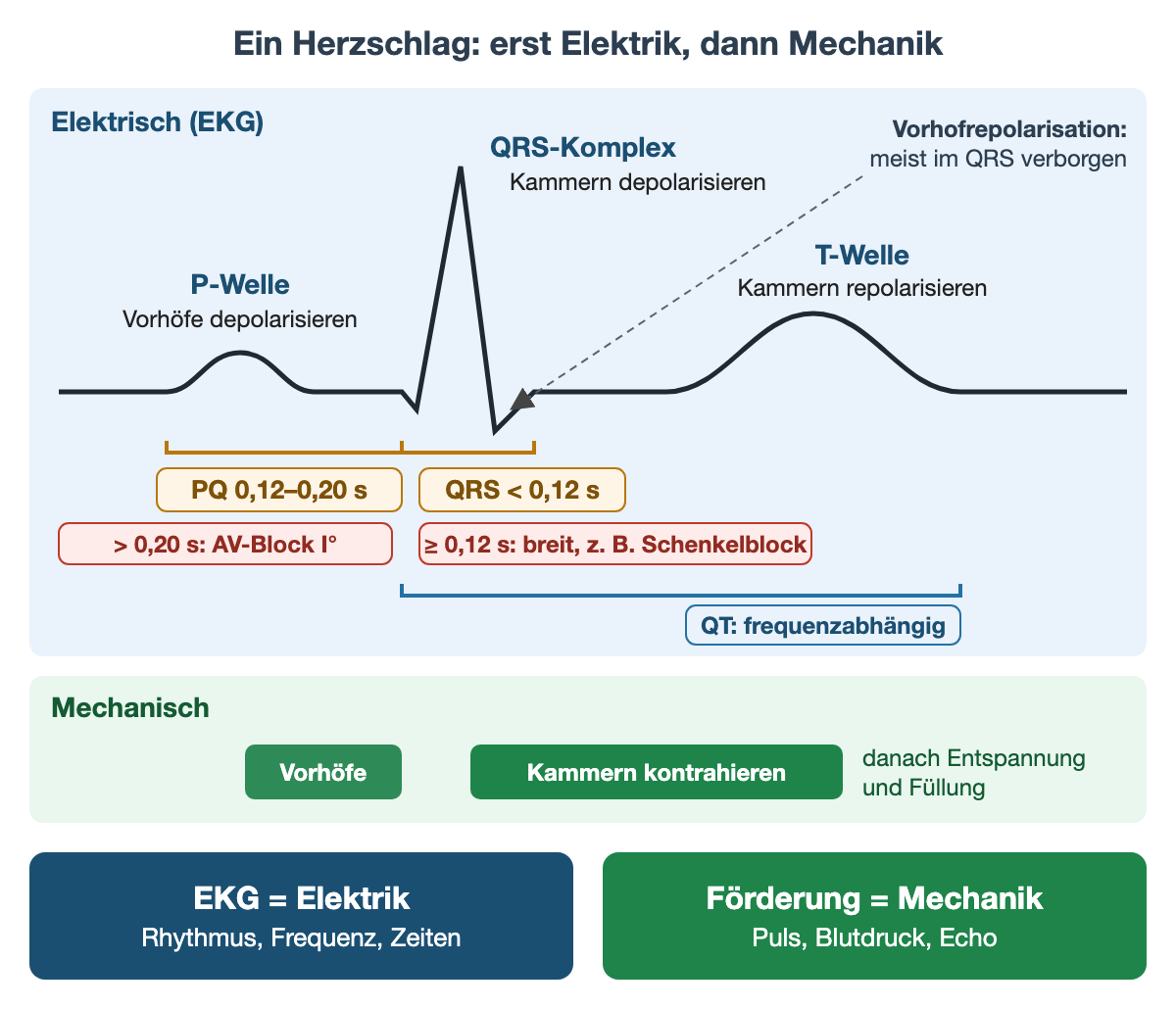 Schematischer EKG-Herzschlag mit P-Welle (Vorhöfe depolarisieren), QRS-Komplex (Kammern depolarisieren) und T-Welle (Kammern repolarisieren); ein gestrichelter Pfeil zeigt, dass die Vorhofrepolarisation meist im QRS verborgen ist. Unter der Kurve: PQ 0,12–0,20 s, über 0,20 s AV-Block I. Grades; QRS unter 0,12 s, ab 0,12 s breit, zum Beispiel bei Schenkelblock; QT vom QRS-Beginn bis zum T-Ende, frequenzabhängig. Darunter die mechanische Zeile: Vorhofkontraktion nach P, Kammerkontraktion nach QRS, danach Entspannung und Füllung. Unten: EKG gleich Elektrik, Förderung gleich Mechanik.
