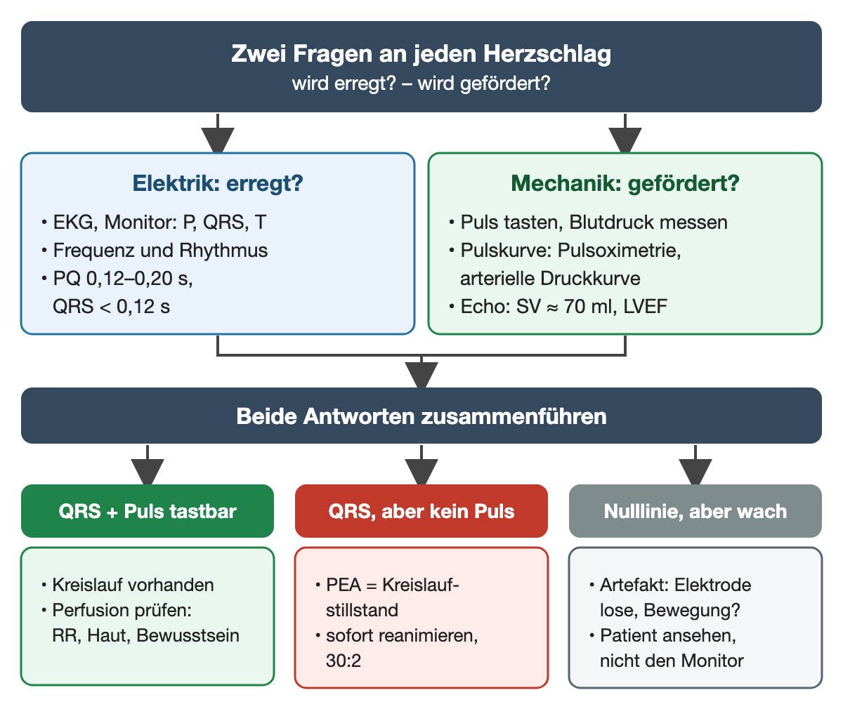 Oben zwei Fragen an jeden Herzschlag. Links Elektrik, erregt? EKG und Monitor mit P, QRS und T, Frequenz und Rhythmus, PQ 0,12–0,20 s und QRS unter 0,12 s. Rechts Mechanik, gefördert? Puls tasten und Blutdruck messen, Pulskurve in Pulsoximetrie und arterieller Druckkurve, Echo mit Schlagvolumen etwa 70 ml und LVEF. Beide Antworten werden zusammengeführt zu drei Fällen: QRS und tastbarer Puls, also Kreislauf vorhanden, Perfusion mit Blutdruck, Haut und Bewusstsein prüfen; QRS, aber kein Puls, also PEA als Kreislaufstillstand, sofort reanimieren 30:2; Nulllinie, aber Patient wach, also Artefakt durch lose Elektrode oder Bewegung, Patient ansehen statt Monitor.