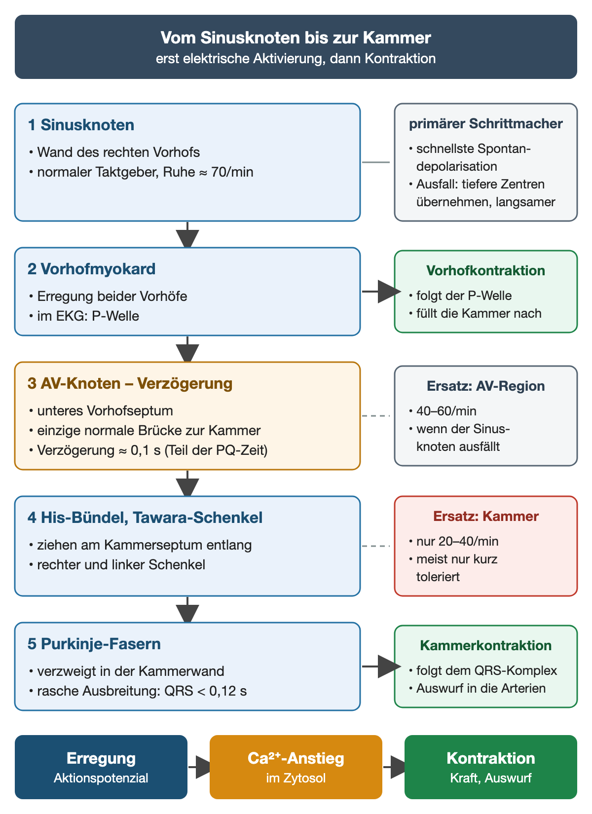 Fünf nummerierte Stufen untereinander: 1 Sinusknoten in der Wand des rechten Vorhofs, Taktgeber mit etwa 70/min in Ruhe; 2 Vorhofmyokard mit P-Welle, rechts daneben die folgende Vorhofkontraktion; 3 AV-Knoten im unteren Vorhofseptum als einzige normale Brücke zur Kammer mit Verzögerung von etwa 0,1 s, rechts das Ersatzzentrum der AV-Region mit 40–60/min; 4 His-Bündel und Tawara-Schenkel am Kammerseptum, rechts das Ersatzzentrum der Kammer mit nur 20–40/min, meist nur kurz toleriert; 5 Purkinje-Fasern mit rascher Ausbreitung und QRS unter 0,12 s, rechts die Kammerkontraktion. Unten die Folge Erregung, Calciumanstieg, Kontraktion.