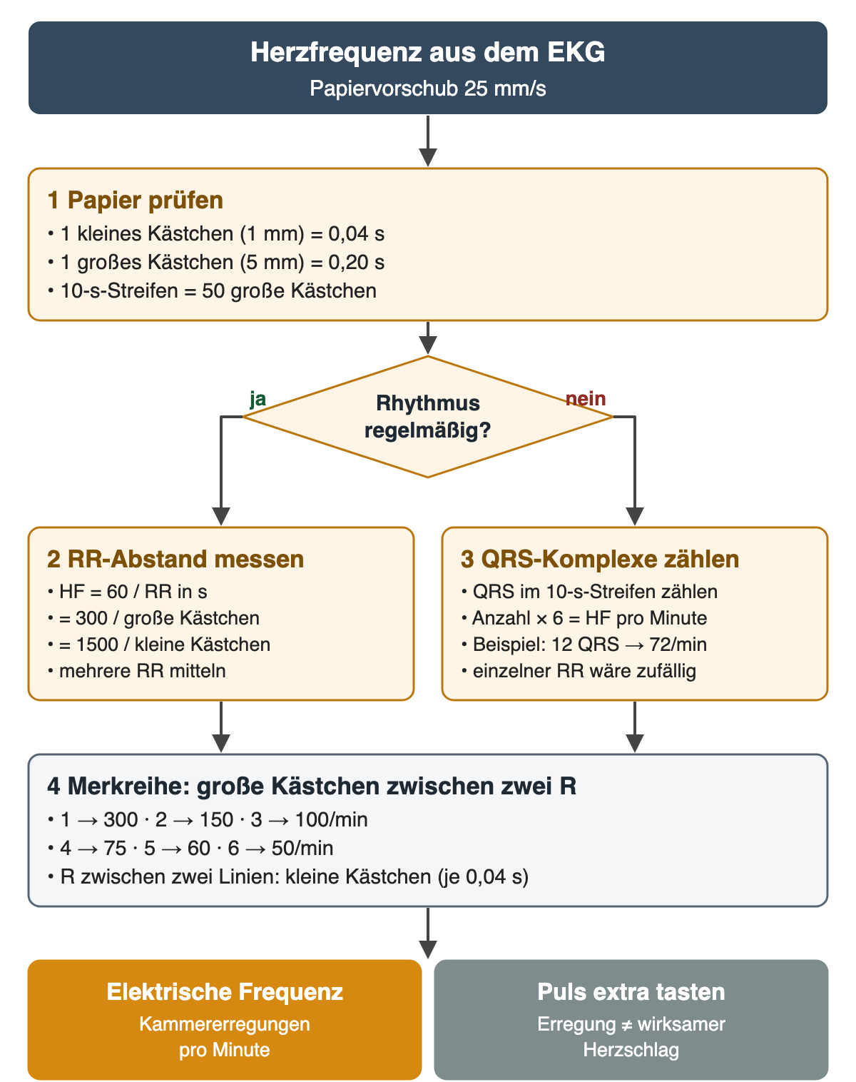 Flussdiagramm unter dem Kopf „Herzfrequenz aus dem EKG“ bei Papiervorschub 25 mm/s. 1 Papier prüfen: ein kleines Kästchen von 1 mm entspricht 0,04 s, ein großes von 5 mm 0,20 s, ein 10-Sekunden-Streifen hat 50 große Kästchen. Raute: Rhythmus regelmäßig? Bei ja 2 RR-Abstand messen: Herzfrequenz gleich 60 durch RR in Sekunden, gleich 300 durch große Kästchen oder 1500 durch kleine Kästchen, mehrere RR mitteln. Bei nein 3 QRS-Komplexe zählen: alle QRS im 10-Sekunden-Streifen zählen und mit 6 multiplizieren, Beispiel 12 QRS ergeben 72/min, ein einzelner RR-Abstand wäre zufällig. 4 Merkreihe für große Kästchen zwischen zwei R-Zacken: 1 ergibt 300, 2 ergeben 150, 3 ergeben 100, 4 ergeben 75, 5 ergeben 60 und 6 ergeben 50 pro Minute; liegt R zwischen zwei Linien, mit kleinen Kästchen zu je 0,04 s rechnen. Ergebniszeile: elektrische Frequenz als Kammererregungen pro Minute; Puls zusätzlich tasten, weil eine Erregung noch keinen wirksamen Herzschlag beweist.
