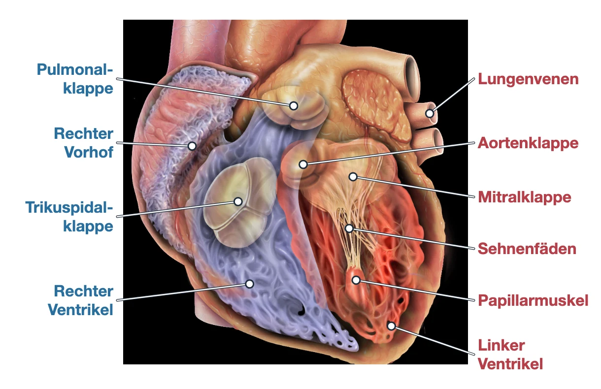 Längsschnitt-Illustration des Herzens von vorn mit deutscher Beschriftung: rechter Vorhof, rechter Ventrikel mit Trikuspidal- und Pulmonalklappe, linker Ventrikel mit Aorten- und Mitralklappe, Sehnenfäden, Papillarmuskel und Lungenvenen.