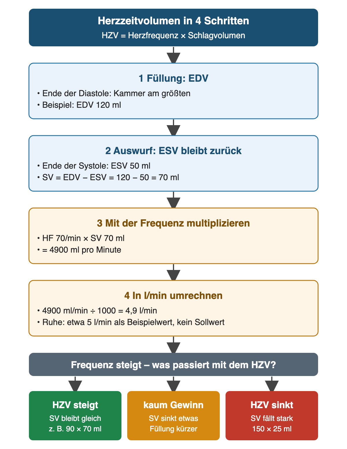 Flussdiagramm in vier Schritten. 1 Füllung: Am Ende der Diastole ist die Kammer am größten, Beispiel EDV 120 ml. 2 Auswurf: Am Ende der Systole bleibt ein ESV von 50 ml, also SV = 120 − 50 = 70 ml. 3 HF 70/min mal SV 70 ml ergibt 4900 ml pro Minute. 4 Geteilt durch 1000 sind das 4,9 l/min; etwa 5 l/min in Ruhe sind ein Beispielwert, kein Sollwert. Darunter die Frage, was bei steigender Frequenz mit dem HZV passiert, mit drei farbigen Ergebnissen: grün HZV steigt, wenn das SV gleich bleibt (zum Beispiel 90 × 70 ml); orange kaum Gewinn, wenn das SV wegen kürzerer Füllung etwas sinkt; rot HZV sinkt, wenn das SV stark fällt (150 × 25 ml).