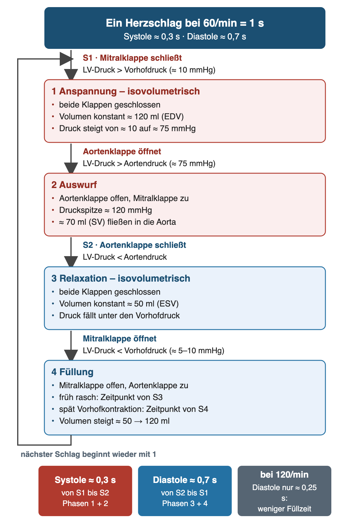 Ablaufdiagramm eines Herzschlags bei 60 pro Minute, Systole etwa 0,3 und Diastole etwa 0,7 Sekunden. Vier nummerierte Kästen, dazwischen Pfeile mit der jeweiligen Druckbedingung. Vor 1: S1, Mitralklappe schließt, wenn der Ventrikeldruck den Vorhofdruck von etwa 10 mmHg übersteigt. 1 Anspannung, isovolumetrisch: beide Klappen zu, Volumen konstant etwa 120 ml, Druck steigt von etwa 10 auf 75 mmHg. Aortenklappe öffnet bei Ventrikeldruck über Aortendruck von etwa 75 mmHg. 2 Auswurf: Druckspitze etwa 120 mmHg, etwa 70 ml Schlagvolumen in die Aorta. S2, Aortenklappe schließt, wenn der Ventrikeldruck unter den Aortendruck fällt. 3 Relaxation, isovolumetrisch: beide Klappen zu, Volumen konstant etwa 50 ml. Mitralklappe öffnet bei Ventrikeldruck unter Vorhofdruck von etwa 5 bis 10 mmHg. 4 Füllung: früh rasch zum Zeitpunkt von S3, spät Vorhofkontraktion zum Zeitpunkt von S4, Volumen steigt von etwa 50 auf 120 ml. Ein Rückpfeil führt zu 1. Unten drei farbige Felder: Systole etwa 0,3 Sekunden von S1 bis S2, Phasen 1 und 2; Diastole etwa 0,7 Sekunden von S2 bis S1, Phasen 3 und 4; bei 120 pro Minute Diastole nur etwa 0,25 Sekunden.