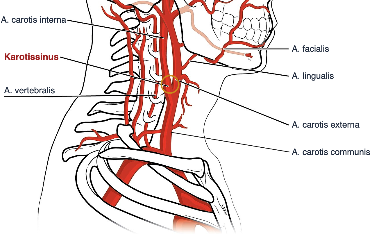 Anatomische Illustration von Hals und oberer Thoraxapertur von rechts seitlich. Die A. carotis communis steigt auf und teilt sich in A. carotis interna und A. carotis externa; die Erweiterung an der Teilungsstelle ist als Karotissinus beschriftet und mit einem Kreis markiert. Weitere Beschriftungen: A. vertebralis, A. facialis, A. lingualis.