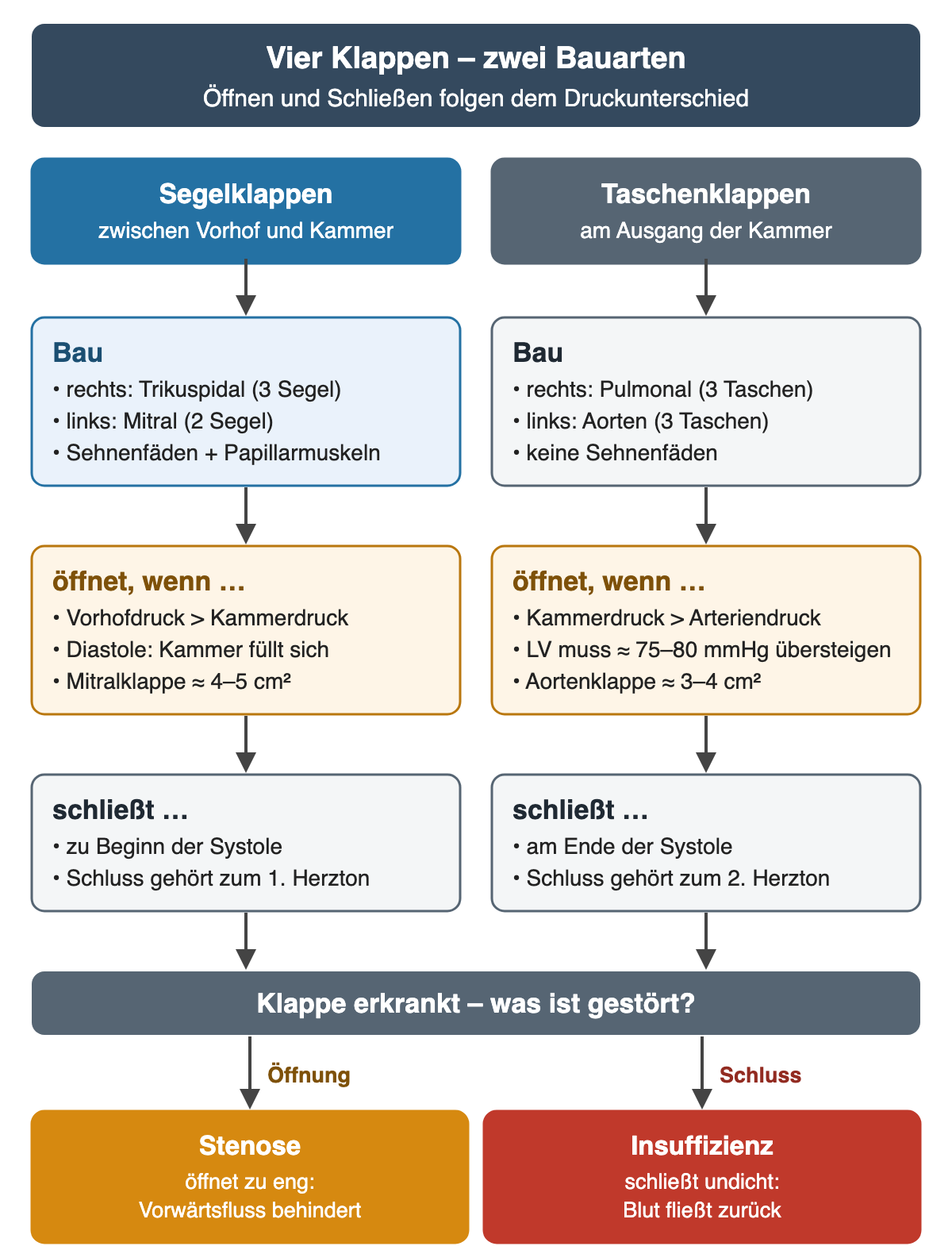 Zwei Spalten unter dem Kopf „Vier Klappen – zwei Bauarten“. Links Segelklappen zwischen Vorhof und Kammer: Bau rechts Trikuspidalklappe mit 3 Segeln, links Mitralklappe mit 2 Segeln, mit Sehnenfäden und Papillarmuskeln; öffnet, wenn Vorhofdruck größer als Kammerdruck, in der Diastole, Mitralklappe etwa 4–5 cm²; schließt zu Beginn der Systole, der Schluss gehört zum 1. Herzton. Rechts Taschenklappen am Kammerausgang: rechts Pulmonal-, links Aortenklappe mit je 3 Taschen, ohne Sehnenfäden; öffnet, wenn Kammerdruck größer als Arteriendruck, der linke Ventrikel muss etwa 75–80 mmHg übersteigen, Aortenklappe etwa 3–4 cm²; schließt am Ende der Systole, der Schluss gehört zum 2. Herzton. Unten: Störung der Öffnung ist eine Stenose, Störung des Schlusses eine Insuffizienz.