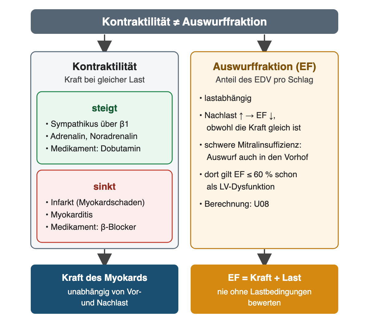 Oben „Kontraktilität ungleich Auswurffraktion“. Links die Kontraktilität als Kraft bei gleicher Last: Sie steigt durch den Sympathikus über β1-Rezeptoren, Adrenalin und Noradrenalin sowie das Medikament Dobutamin; sie sinkt bei Infarkt mit Myokardschaden, Myokarditis und unter β-Blockern. Rechts die Auswurffraktion als Anteil des EDV pro Schlag: lastabhängig; steigt die Nachlast, sinkt die EF, obwohl die Kraft gleich ist; bei schwerer Mitralinsuffizienz wirft der Ventrikel auch in den Vorhof aus, dort gilt eine EF von höchstens 60 % schon als linksventrikuläre Dysfunktion; Berechnung in U08. Ergebniszeile: links Kraft des Myokards, unabhängig von Vor- und Nachlast; rechts EF gleich Kraft plus Last, nie ohne Lastbedingungen bewerten.