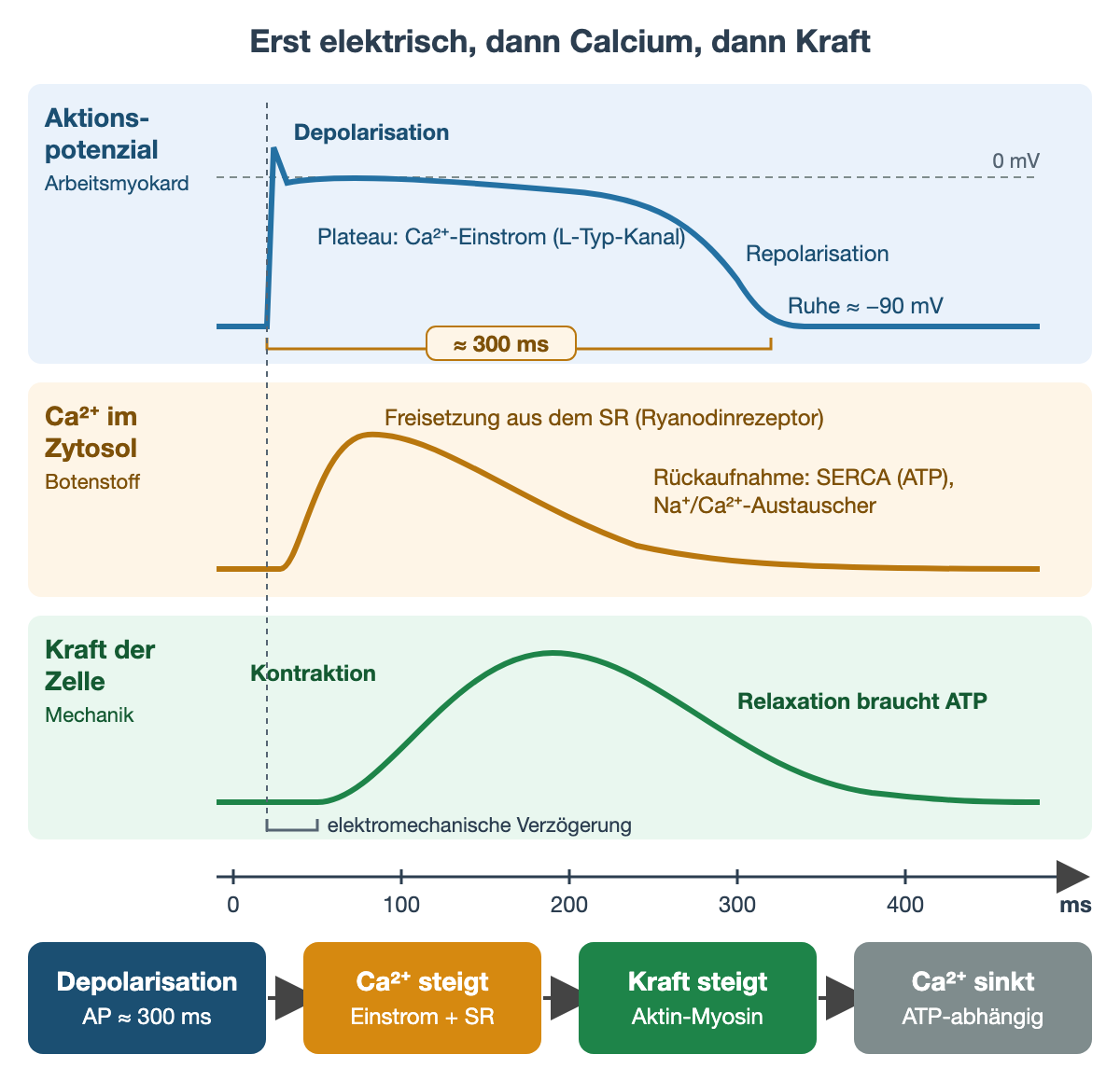 Drei übereinanderliegende Kurven einer Herzmuskelzelle auf derselben Zeitachse von 0 bis 400 ms: Aktionspotenzial aus der Ruhe bei etwa −90 mV mit steilem Aufstrich, Plateau durch Calciumeinstrom über L-Typ-Kanäle und Repolarisation, Dauer etwa 300 ms; zytosolisches Calcium steigt durch Freisetzung aus dem sarkoplasmatischen Retikulum und sinkt durch Rückaufnahme über SERCA und den Natrium-Calcium-Austauscher; die Kraft steigt nach kurzer elektromechanischer Verzögerung an und fällt mit der Relaxation ab. Unten die Folge Depolarisation, Calcium steigt, Kraft steigt, Calcium sinkt.