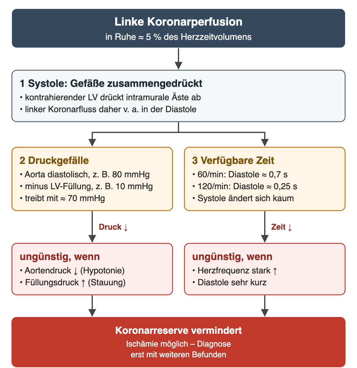 Kopf „Linke Koronarperfusion, in Ruhe etwa 5 Prozent des Herzzeitvolumens“. 1 In der Systole drückt der kontrahierende linke Ventrikel intramurale Äste ab, daher fließt das Blut links vor allem in der Diastole. Danach zwei Spalten: 2 Druckgefälle, Aorta diastolisch zum Beispiel 80 mmHg minus linksventrikuläre Füllung zum Beispiel 10 mmHg, treibender Druck etwa 70 mmHg; 3 verfügbare Zeit, bei 60 pro Minute Diastole etwa 0,7 s, bei 120 pro Minute etwa 0,25 s, die Systole ändert sich kaum. Darunter mit den Bedingungen „Druck sinkt“ und „Zeit sinkt“: ungünstig bei niedrigem Aortendruck durch Hypotonie oder hohem Füllungsdruck durch Stauung sowie bei stark erhöhter Herzfrequenz mit sehr kurzer Diastole. Beide Wege münden in eine rote Ergebniszeile: Koronarreserve vermindert, Ischämie möglich, Diagnose erst mit weiteren Befunden.
