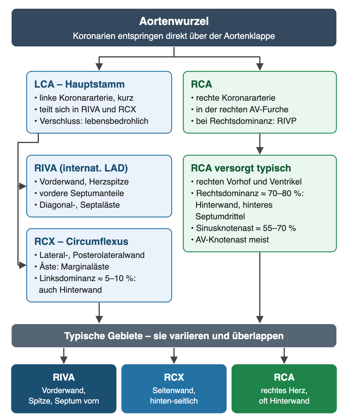 Gefäßbaum aus der Aortenwurzel. Links in Blau die LCA als kurzer Hauptstamm, der sich in RIVA und RCX teilt und dessen Verschluss lebensbedrohlich ist; darunter RIVA, international LAD, mit Vorderwand, Herzspitze, vorderen Septumanteilen sowie Diagonal- und Septalästen, und RCX mit Lateral- und Posterolateralwand, Marginalästen und bei Linksdominanz von etwa 5–10 Prozent auch der Hinterwand. Rechts in Grün die RCA in der rechten AV-Furche; sie versorgt typischerweise rechten Vorhof und Ventrikel, bei Rechtsdominanz von etwa 70–80 Prozent Hinterwand und hinteres Septumdrittel, gibt in etwa 55–70 Prozent den Sinusknotenast und meist den AV-Knotenast ab. Unten der Hinweis, dass die Gebiete variieren und überlappen, und eine Ergebniszeile: RIVA Vorderwand, Spitze und vorderes Septum; RCX Seitenwand und hinten-seitlich; RCA rechtes Herz, oft Hinterwand.