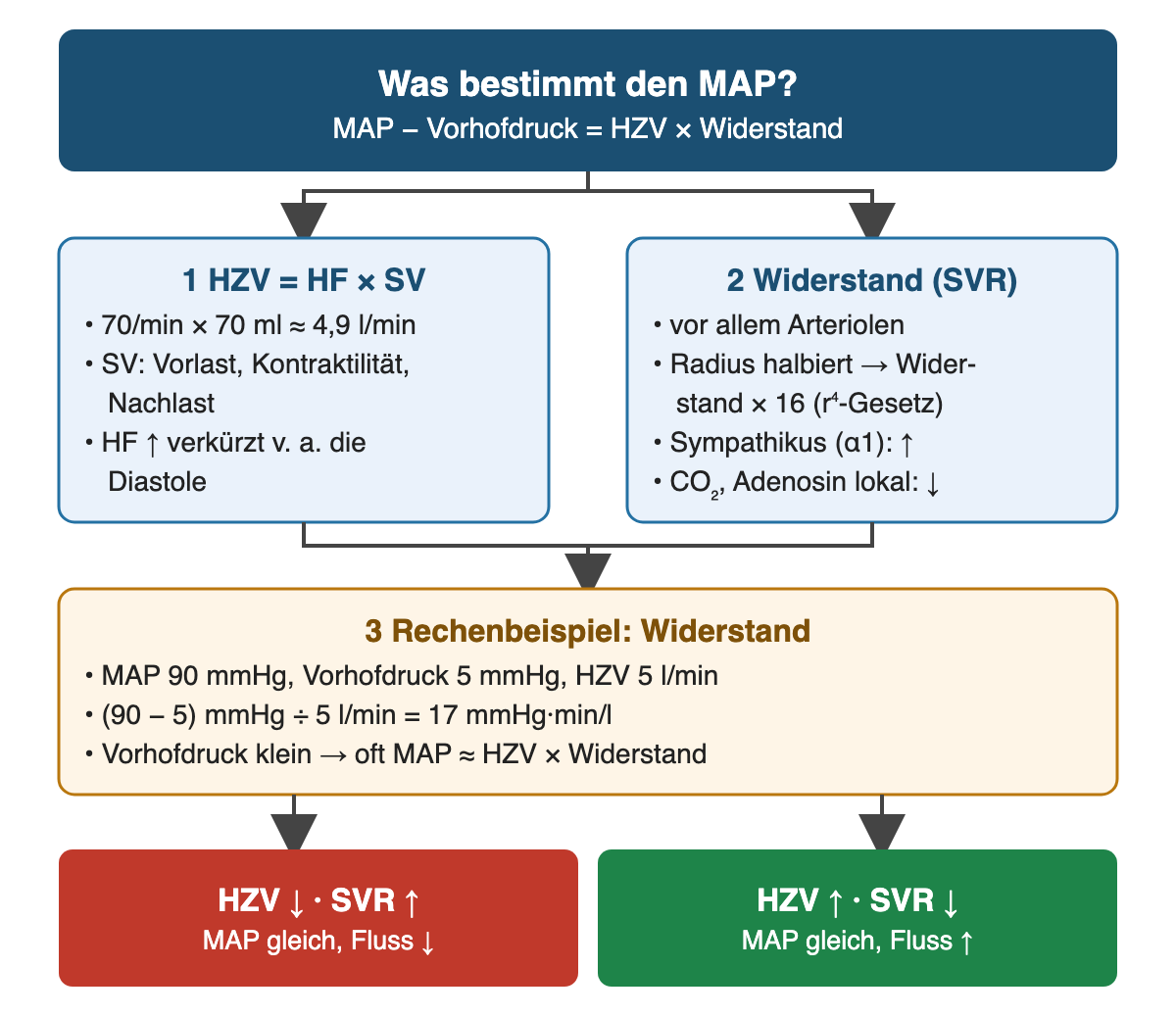 Flussdiagramm. Oben: Was bestimmt den MAP? MAP minus Vorhofdruck gleich HZV mal Widerstand. Zwei Zweige: 1 HZV gleich Herzfrequenz mal Schlagvolumen, Beispiel 70/min mal 70 ml ungefähr 4,9 l/min; Schlagvolumen abhängig von Vorlast, Kontraktilität und Nachlast; steigende Frequenz verkürzt vor allem die Diastole. 2 Widerstand: vor allem Arteriolen; halbierter Radius ergibt etwa 16-fachen Widerstand (r-hoch-4-Gesetz); Sympathikus über Alpha-1 erhöht, lokale Stoffwechselprodukte wie CO2 und Adenosin senken ihn. 3 Rechenbeispiel: MAP 90 mmHg, Vorhofdruck 5 mmHg, HZV 5 l/min ergibt (90 minus 5) geteilt durch 5 gleich 17 mmHg·min/l; bei kleinem Vorhofdruck oft MAP ungefähr HZV mal Widerstand. Ergebniszeile: HZV niedrig und Widerstand hoch – gleicher MAP, weniger Fluss; HZV hoch und Widerstand niedrig – gleicher MAP, mehr Fluss.