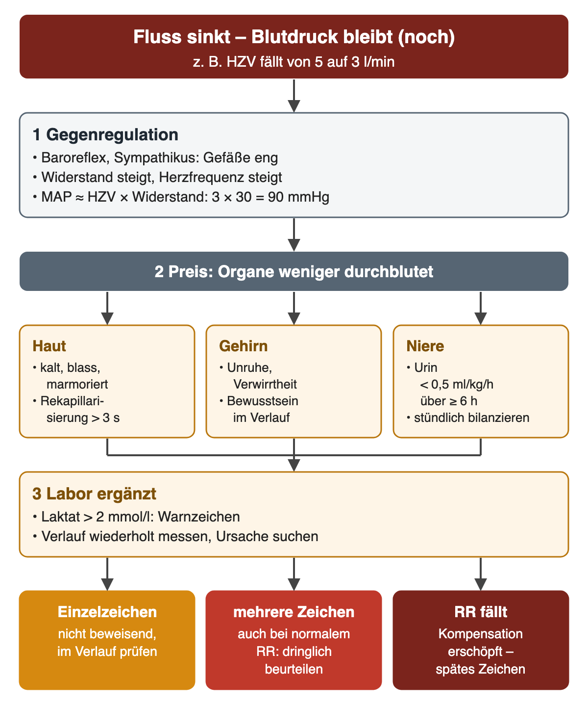 Flussdiagramm: Ausgangspunkt Herzzeitvolumen fällt, zum Beispiel von 5 auf 3 l/min. 1 Gegenregulation über Baroreflex und Sympathikus, Widerstand und Herzfrequenz steigen; MAP ungefähr HZV mal Widerstand, 3 mal 30 gleich 90 mmHg. 2 Preis: Haut kalt, blass, marmoriert mit Rekapillarisierung über 3 Sekunden; Gehirn mit Unruhe und Verwirrtheit; Niere mit Urin unter 0,5 ml/kg pro Stunde über mindestens 6 Stunden. 3 Laktat über 2 mmol/l als Warnzeichen. Ergebniszeile: Einzelzeichen nicht beweisend, mehrere Zeichen auch bei normalem Blutdruck dringlich beurteilen, fallender Blutdruck als spätes Zeichen erschöpfter Kompensation.