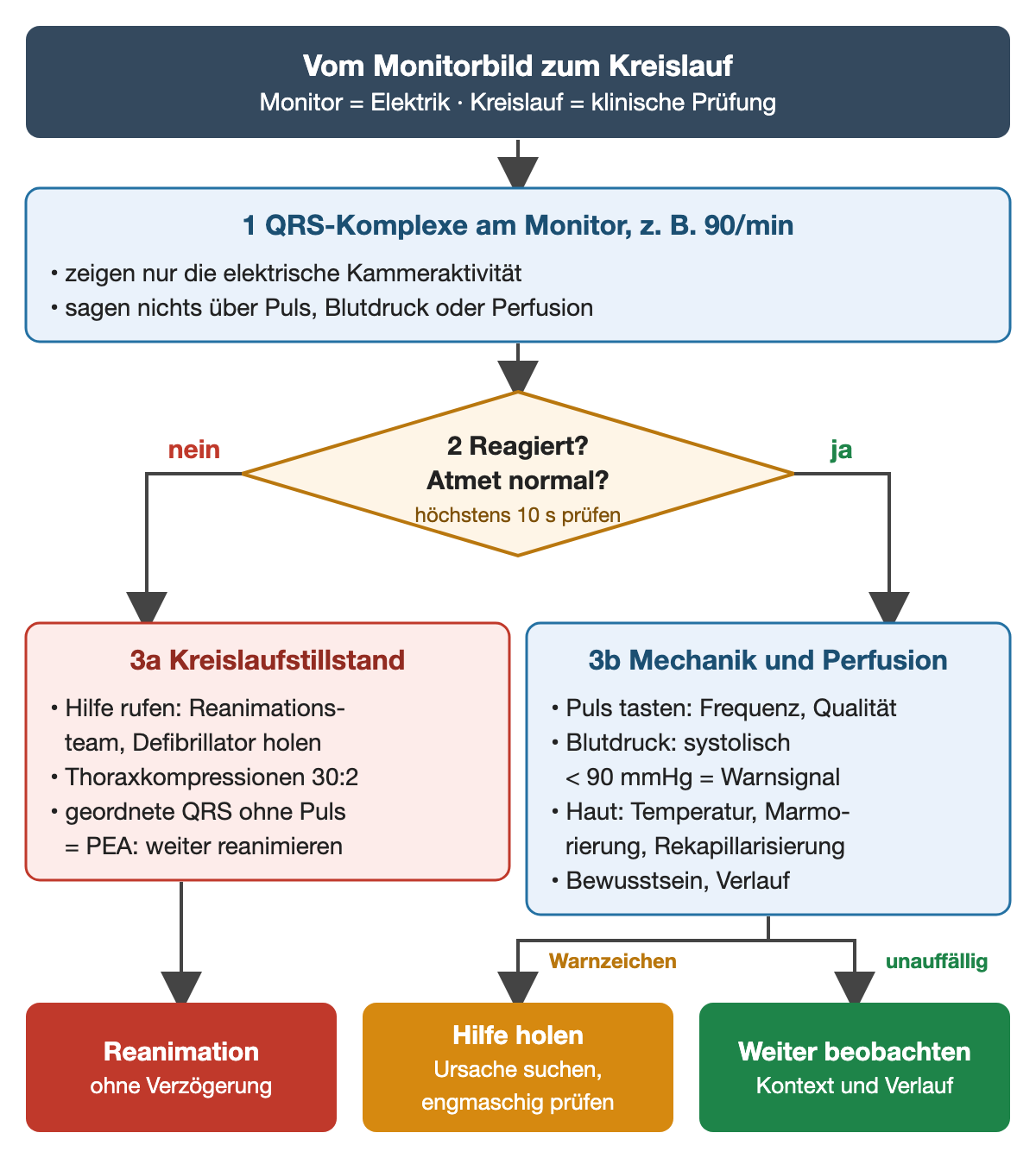 Flussdiagramm: 1 QRS-Komplexe am Monitor, zum Beispiel 90/min, zeigen nur die elektrische Kammeraktivität, nicht Puls, Blutdruck oder Perfusion. 2 Frage, höchstens 10 Sekunden prüfen: reagiert, atmet normal? Nein: 3a Kreislaufstillstand, Hilfe rufen mit Reanimationsteam und Defibrillator, Thoraxkompressionen 30:2, geordnete QRS ohne Puls sind PEA, weiter reanimieren; Ergebnis Reanimation ohne Verzögerung. Ja: 3b Mechanik und Perfusion prüfen, Puls tasten, Blutdruck mit systolisch unter 90 mmHg als Warnsignal, Haut mit Temperatur, Marmorierung und Rekapillarisierung, Bewusstsein und Verlauf; bei Warnzeichen Hilfe holen, Ursache suchen und engmaschig prüfen, sonst weiter beobachten mit Kontext und Verlauf.