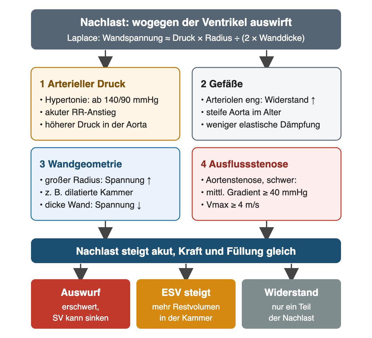Oben die Nachlast als Belastung, gegen die der Ventrikel auswirft, mit dem Laplace-Gesetz: Wandspannung ungefähr Druck mal Radius geteilt durch zweimal Wanddicke. Darunter vier Kästen: 1 Arterieller Druck – Hypertonie ab 140/90 mmHg, akuter Blutdruckanstieg, höherer Druck in der Aorta. 2 Gefäße – enge Arteriolen erhöhen den Widerstand, steife Aorta im Alter, weniger elastische Dämpfung. 3 Wandgeometrie – großer Radius erhöht die Spannung, zum Beispiel bei dilatierter Kammer, eine dicke Wand senkt sie. 4 Ausflussstenose – schwere Aortenstenose mit mittlerem Gradienten ab 40 mmHg und Maximalgeschwindigkeit ab 4 m/s. Alle führen zu: Nachlast steigt akut bei gleicher Kraft und Füllung. Ergebniszeile: Auswurf erschwert, SV kann sinken; ESV steigt, mehr Restvolumen in der Kammer; der Widerstand ist nur ein Teil der Nachlast.
