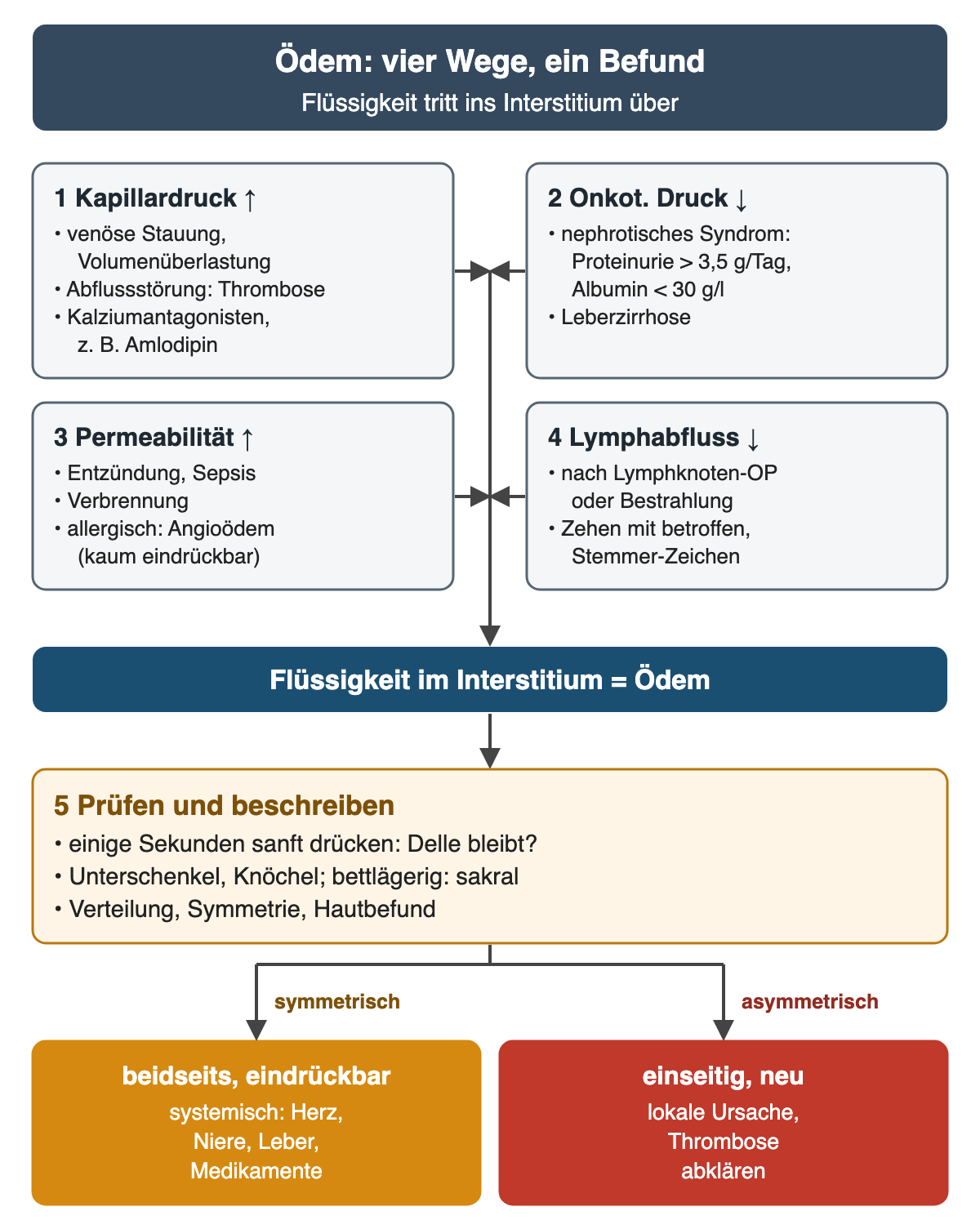 Vier nummerierte Mechanismen münden in „Flüssigkeit im Interstitium“: 1 Kapillardruck erhöht durch venöse Stauung, Volumenüberlastung, Thrombose oder Kalziumantagonisten wie Amlodipin; 2 onkotischer Druck vermindert, etwa beim nephrotischen Syndrom mit Proteinurie über 3,5 g pro Tag und Albumin unter 30 g/l oder bei Leberzirrhose; 3 Permeabilität erhöht bei Entzündung, Sepsis, Verbrennung oder Angioödem; 4 Lymphabfluss gestört nach Lymphknotenoperation oder Bestrahlung, mit Stemmer-Zeichen. Schritt 5: drücken, Lokalisation und Verteilung beschreiben. Ergebniszeile: beidseits eindrückbar spricht für systemische Ursache, einseitig neu für lokale Ursache mit Thromboseabklärung.