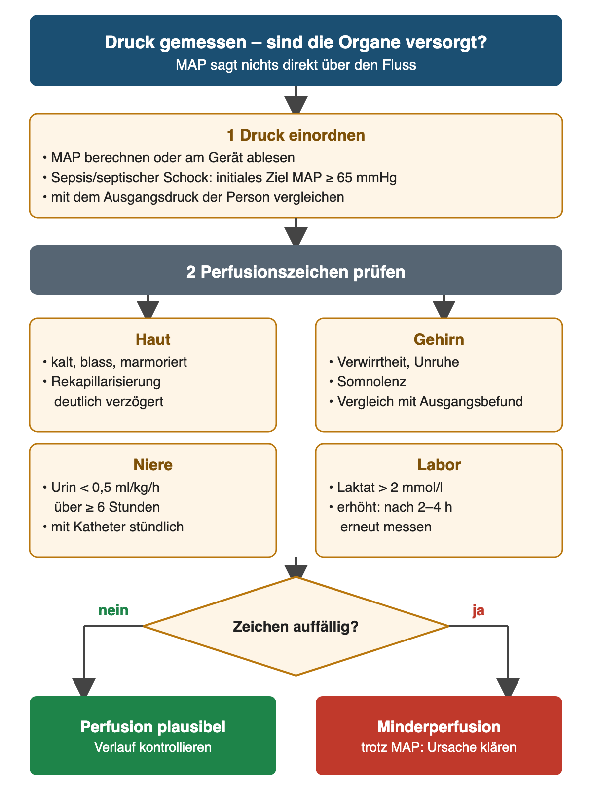 Flussdiagramm. Oben: Druck gemessen – sind die Organe versorgt? Der MAP sagt nichts direkt über den Fluss. 1 Druck einordnen: MAP berechnen oder am Gerät ablesen; bei Sepsis oder septischem Schock initiales Ziel MAP mindestens 65 mmHg; mit dem Ausgangsdruck der Person vergleichen. 2 Perfusionszeichen prüfen, vier Felder: Haut – kalt, blass, marmoriert, Rekapillarisierung deutlich verzögert; Gehirn – Verwirrtheit, Unruhe, Somnolenz, Vergleich mit dem Ausgangsbefund; Niere – Urin unter 0,5 ml/kg/h über mindestens 6 Stunden, mit Katheter stündlich; Labor – Laktat über 2 mmol/l, erhöht nach 2–4 Stunden erneut messen. Frage: Zeichen auffällig? Nein: Perfusion plausibel, Verlauf kontrollieren. Ja: Minderperfusion trotz MAP, Ursache klären.