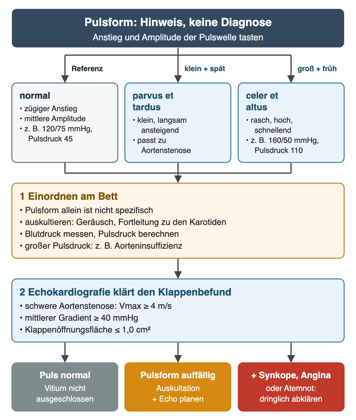 Drei Pulsformen nebeneinander: normal mit zügigem Anstieg und mittlerer Amplitude, Beispiel 120/75 mmHg mit Pulsdruck 45; parvus et tardus klein und langsam ansteigend, passt zu Aortenstenose; celer et altus rasch und hoch, Beispiel 160/50 mmHg mit Pulsdruck 110. Darunter: 1 Einordnen am Bett mit Auskultation und Pulsdruck, 2 Echokardiografie mit Grenzen der schweren Aortenstenose – maximale Geschwindigkeit ab 4 m/s, mittlerer Gradient ab 40 mmHg, Öffnungsfläche höchstens 1,0 cm². Ergebniszeile: normaler Puls schließt kein Vitium aus, auffällige Pulsform führt zu Auskultation und Echo, mit Synkope, Angina oder Atemnot dringliche Abklärung.