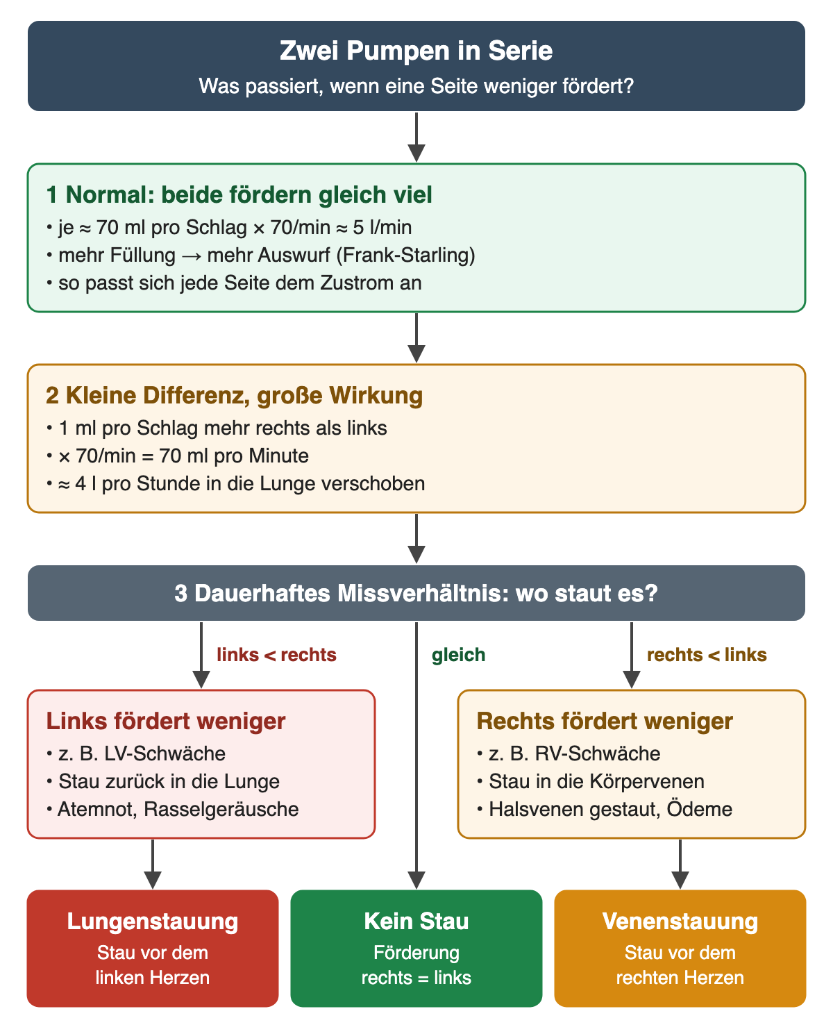 Flussdiagramm: Kopf „Zwei Pumpen in Serie“. 1 Normal fördern beide gleich viel, je etwa 70 ml pro Schlag mal 70 pro Minute, also etwa 5 l/min; mehr Füllung führt zu mehr Auswurf. 2 Schon 1 ml pro Schlag mehr rechts als links ergibt 70 ml pro Minute oder etwa 4 l pro Stunde, die in die Lunge verschoben würden. 3 Bei dauerhaftem Missverhältnis drei Äste: links fördert weniger, etwa bei LV-Schwäche, mit Stau zurück in die Lunge, Atemnot und Rasselgeräuschen; gleich viel ohne Stau; rechts fördert weniger, etwa bei RV-Schwäche, mit Stau in die Körpervenen, gestauten Halsvenen und Ödemen. Ergebniszeile: Lungenstauung, kein Stau, Venenstauung.