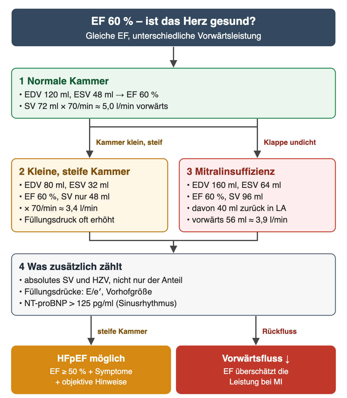 Oben grüner Kasten 1 normale Kammer: EDV 120, ESV 48 ml, EF 60 %, rund 5,0 l/min vorwärts. Zwei Äste: „Kammer klein, steif“ zu Kasten 2 mit EDV 80, ESV 32 ml, EF 60 %, Schlagvolumen nur 48 ml, rund 3,4 l/min, Füllungsdruck oft erhöht; „Klappe undicht“ zu Kasten 3 Mitralinsuffizienz mit EDV 160, ESV 64 ml, EF 60 %, Schlagvolumen 96 ml, davon 40 ml zurück in den Vorhof, vorwärts 56 ml, rund 3,9 l/min. Beide führen zu Kasten 4: absolutes Schlagvolumen, Füllungsdrücke, NT-proBNP über 125 pg/ml. Ergebnisse: orange HFpEF möglich, rot Vorwärtsfluss vermindert.