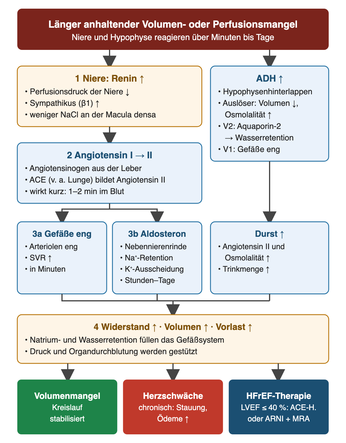 Flussdiagramm. Auslöser: länger anhaltender Volumen- oder Perfusionsmangel; Niere und Hypophyse reagieren über Minuten bis Tage. Linker Strang: 1 Niere setzt Renin frei – bei sinkendem Perfusionsdruck der Niere, über Sympathikus (Beta-1) und bei weniger NaCl an der Macula densa. 2 Angiotensin I wird zu II: Angiotensinogen aus der Leber, ACE vor allem in der Lunge bildet Angiotensin II, das nur 1–2 Minuten im Blut zirkuliert. Daraus 3a Gefäßverengung der Arteriolen mit steigendem Widerstand in Minuten und 3b Aldosteron aus der Nebennierenrinde mit Natriumretention und Kaliumausscheidung über Stunden bis Tage. Rechter Strang: ADH aus dem Hypophysenhinterlappen, ausgelöst durch Volumenabnahme und steigende Osmolalität; über V2-Rezeptoren und Aquaporin-2 Wasserretention, über V1-Rezeptoren Gefäßverengung; darunter Durst durch Angiotensin II und Osmolalität. 4 Alle Wege: Widerstand, Volumen und Vorlast steigen. Ergebniszeile: bei Volumenmangel stabilisierter Kreislauf; bei chronischer Herzschwäche Stauung und Ödeme; daher bei HFrEF mit LVEF bis 40 % ACE-Hemmer oder ARNI plus MRA.
