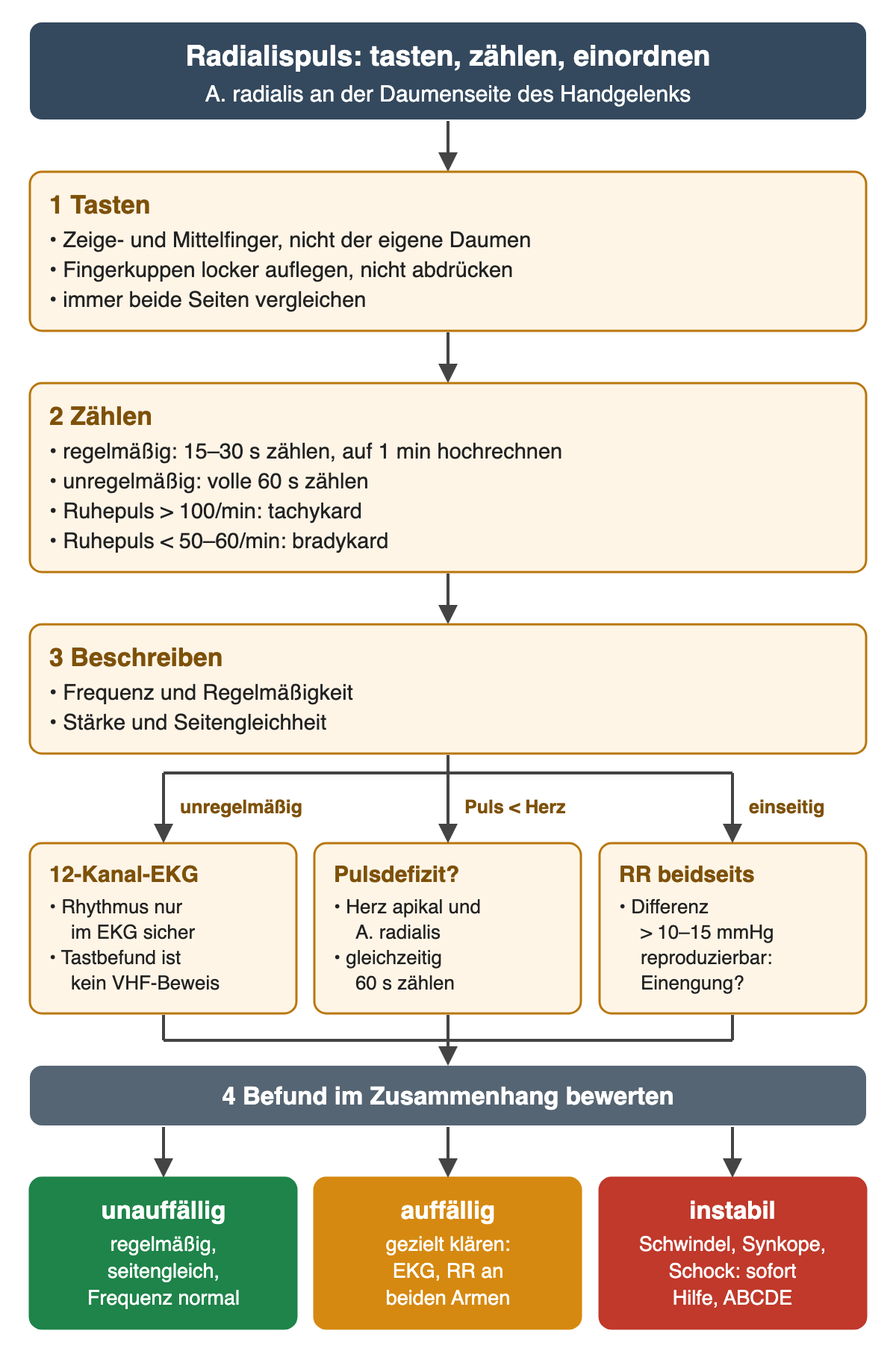 Flussdiagramm in vier Schritten: 1 Tasten mit Zeige- und Mittelfinger, beide Seiten vergleichen; 2 Zählen – regelmäßig 15 bis 30 Sekunden mit Hochrechnung, unregelmäßig volle 60 Sekunden, über 100/min tachykard, unter 50 bis 60/min bradykard; 3 Frequenz, Regelmäßigkeit, Stärke und Seitengleichheit beschreiben. Drei Äste: unregelmäßig zum 12-Kanal-EKG, weniger Pulse als Herzschläge zur gleichzeitigen Zählung über 60 Sekunden, einseitig schwach zur Blutdruckmessung an beiden Armen mit reproduzierbarer Differenz über 10 bis 15 mmHg. Ergebniszeile: unauffällig, auffällig mit gezielter Klärung, instabil mit sofortiger Hilfe.