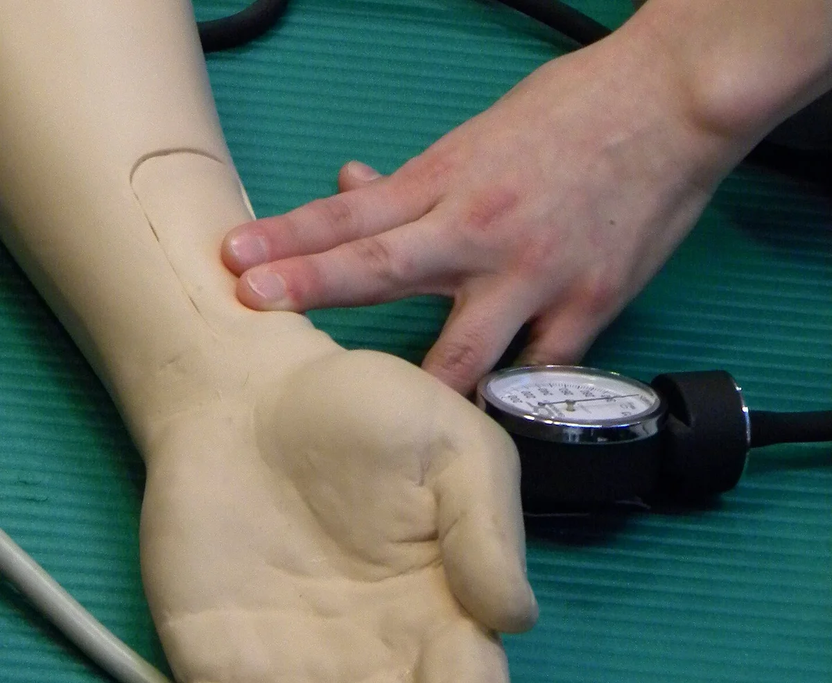 Zeige- und Mittelfinger liegen an der Daumenseite des Handgelenks einer Übungspuppe über der A. radialis; der Daumen des Untersuchers liegt nicht auf der Messstelle.