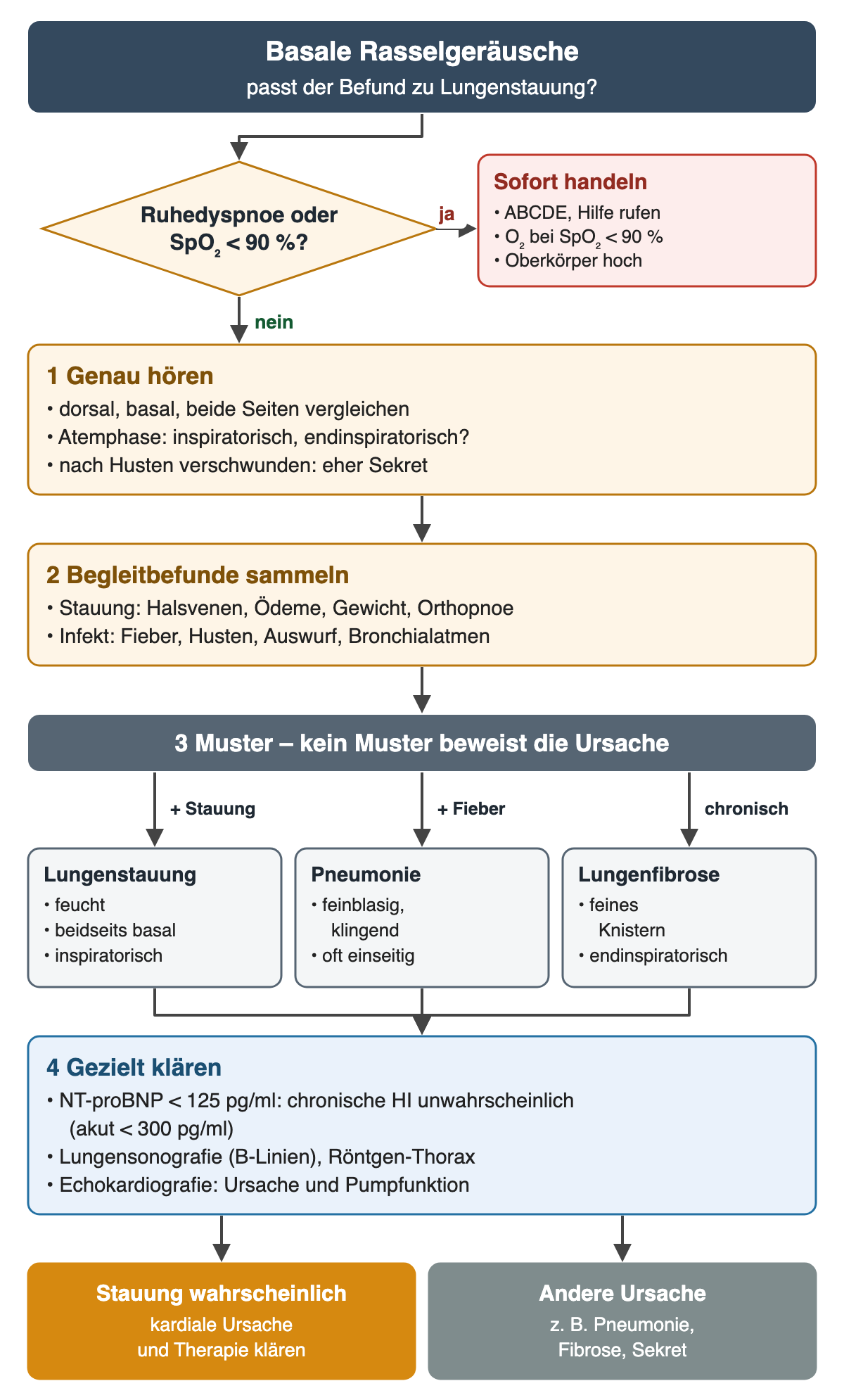 Entscheidungsdiagramm „Basale Rasselgeräusche – passt der Befund zu Lungenstauung?“. Raute: Ruhedyspnoe oder SpO₂ unter 90 %? Ja – sofort handeln: ABCDE, Hilfe rufen, Sauerstoff bei SpO₂ unter 90 %, Oberkörper hoch. Nein – 1 genau hören: dorsal, basal, Seitenvergleich, Atemphase, nach Husten verschwunden spricht eher für Sekret. 2 Begleitbefunde: Stauung mit Halsvenen, Ödemen, Gewicht, Orthopnoe; Infekt mit Fieber, Husten, Auswurf, Bronchialatmen. 3 Drei Muster nebeneinander: Lungenstauung feucht, beidseits basal, inspiratorisch; Pneumonie feinblasig klingend, oft einseitig; Lungenfibrose feines endinspiratorisches Knistern. 4 Gezielt klären: NT-proBNP unter 125 pg/ml macht eine chronische Herzinsuffizienz unwahrscheinlich, akut unter 300 pg/ml; Lungensonografie mit B-Linien, Röntgen-Thorax; Echokardiografie. Ergebnis: Stauung wahrscheinlich – kardiale Ursache und Therapie klären; andere Ursache, zum Beispiel Pneumonie, Fibrose, Sekret.