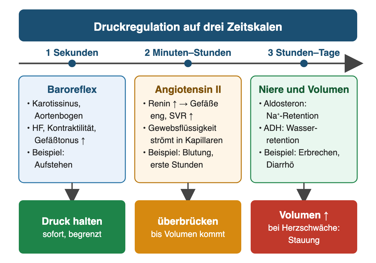 Zeitachse mit drei Abschnitten von links nach rechts. 1 Sekunden: Baroreflex über Karotissinus und Aortenbogen, Herzfrequenz, Kontraktilität und Gefäßtonus steigen, Beispiel Aufstehen; Ergebnis Druck halten, sofort, aber begrenzt. 2 Minuten bis Stunden: Angiotensin II – Renin steigt, Gefäße verengen sich, Widerstand steigt; Gewebsflüssigkeit strömt in die Kapillaren; Beispiel Blutung in den ersten Stunden; Ergebnis überbrücken, bis Volumen kommt. 3 Stunden bis Tage: Niere und Volumen – Aldosteron mit Natriumretention, ADH mit Wasserretention, Beispiel Erbrechen oder Diarrhö; Ergebnis Volumen steigt, bei Herzschwäche Stauung.