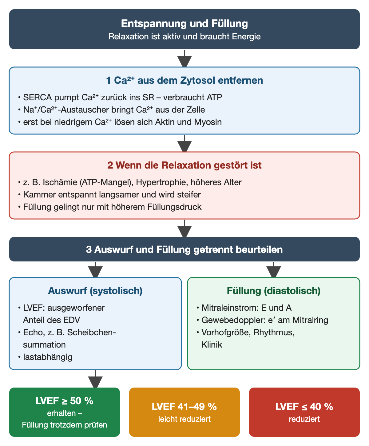 Oben: Calcium muss aus dem Zytosol entfernt werden; SERCA pumpt es unter ATP-Verbrauch zurück ins sarkoplasmatische Retikulum, der Natrium-Calcium-Austauscher bringt es aus der Zelle, erst dann lösen sich Aktin und Myosin. Darunter rot: gestörte Relaxation, zum Beispiel bei Ischämie, Hypertrophie oder im höheren Alter; die Kammer wird steifer und füllt sich nur mit höherem Druck. Dann getrennt: Auswurf mit LVEF, Füllung mit Mitraleinstrom E und A, Gewebedoppler e′, Vorhofgröße, Rhythmus und Klinik. Unten drei Felder: LVEF ab 50 % erhalten, Füllung trotzdem prüfen; 41–49 % leicht reduziert; bis 40 % reduziert.