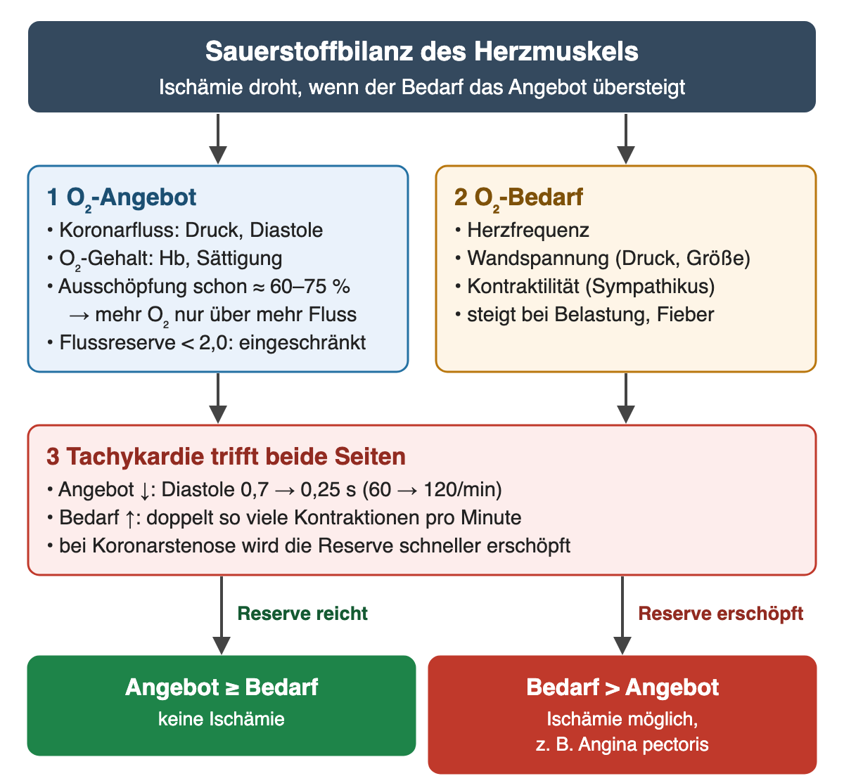 Zwei Spalten unter dem Kopf „Sauerstoffbilanz des Herzmuskels“. 1 O2-Angebot: Koronarfluss abhängig von Druck und Diastole, O2-Gehalt abhängig von Hämoglobin und Sättigung, Ausschöpfung schon in Ruhe etwa 60–75 Prozent, daher mehr O2 nur über mehr Fluss, Flussreserve unter 2,0 eingeschränkt. 2 O2-Bedarf: Herzfrequenz, Wandspannung durch Druck und Kammergröße, Kontraktilität durch Sympathikus, steigt bei Belastung und Fieber. Beide münden in 3: Tachykardie trifft beide Seiten, das Angebot sinkt, weil die Diastole von 0,7 auf 0,25 s schrumpft, der Bedarf steigt durch doppelt so viele Kontraktionen; bei Koronarstenose ist die Reserve schneller erschöpft. Ergebniszeile: Reicht die Reserve, ist das Angebot mindestens so groß wie der Bedarf und es entsteht keine Ischämie; ist sie erschöpft, übersteigt der Bedarf das Angebot und eine Ischämie, etwa als Angina pectoris, ist möglich.