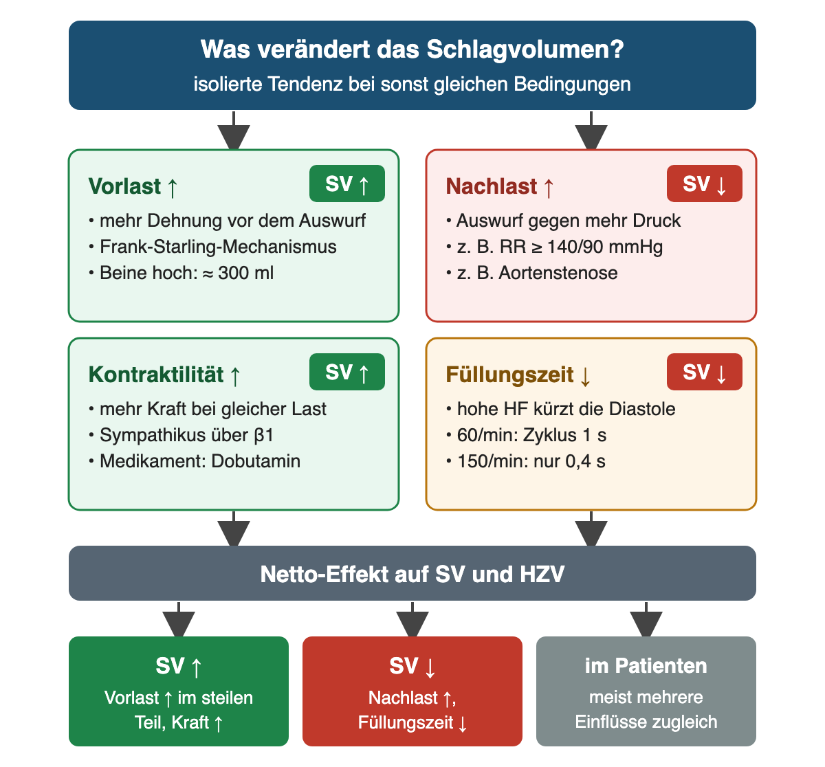 Oben „Was verändert das Schlagvolumen?“ als isolierte Tendenz bei sonst gleichen Bedingungen. Vier Kästen mit Ergebnisschild: Vorlast steigt – mehr Dehnung vor dem Auswurf, Frank-Starling-Mechanismus, Beine hoch etwa 300 ml, SV steigt. Nachlast steigt – Auswurf gegen mehr Druck, zum Beispiel Blutdruck ab 140/90 mmHg oder Aortenstenose, SV sinkt. Kontraktilität steigt – mehr Kraft bei gleicher Last, Sympathikus über β1, Medikament Dobutamin, SV steigt. Füllungszeit sinkt – hohe Herzfrequenz kürzt die Diastole, bei 60/min dauert ein Herzzyklus 1 s, bei 150/min nur 0,4 s, SV sinkt. Darunter der Netto-Effekt auf SV und HZV: grün SV steigt bei Vorlastanstieg im steilen Kurventeil oder mehr Kraft; rot SV sinkt bei Nachlastanstieg oder verkürzter Füllungszeit; grau im Patienten meist mehrere Einflüsse zugleich.