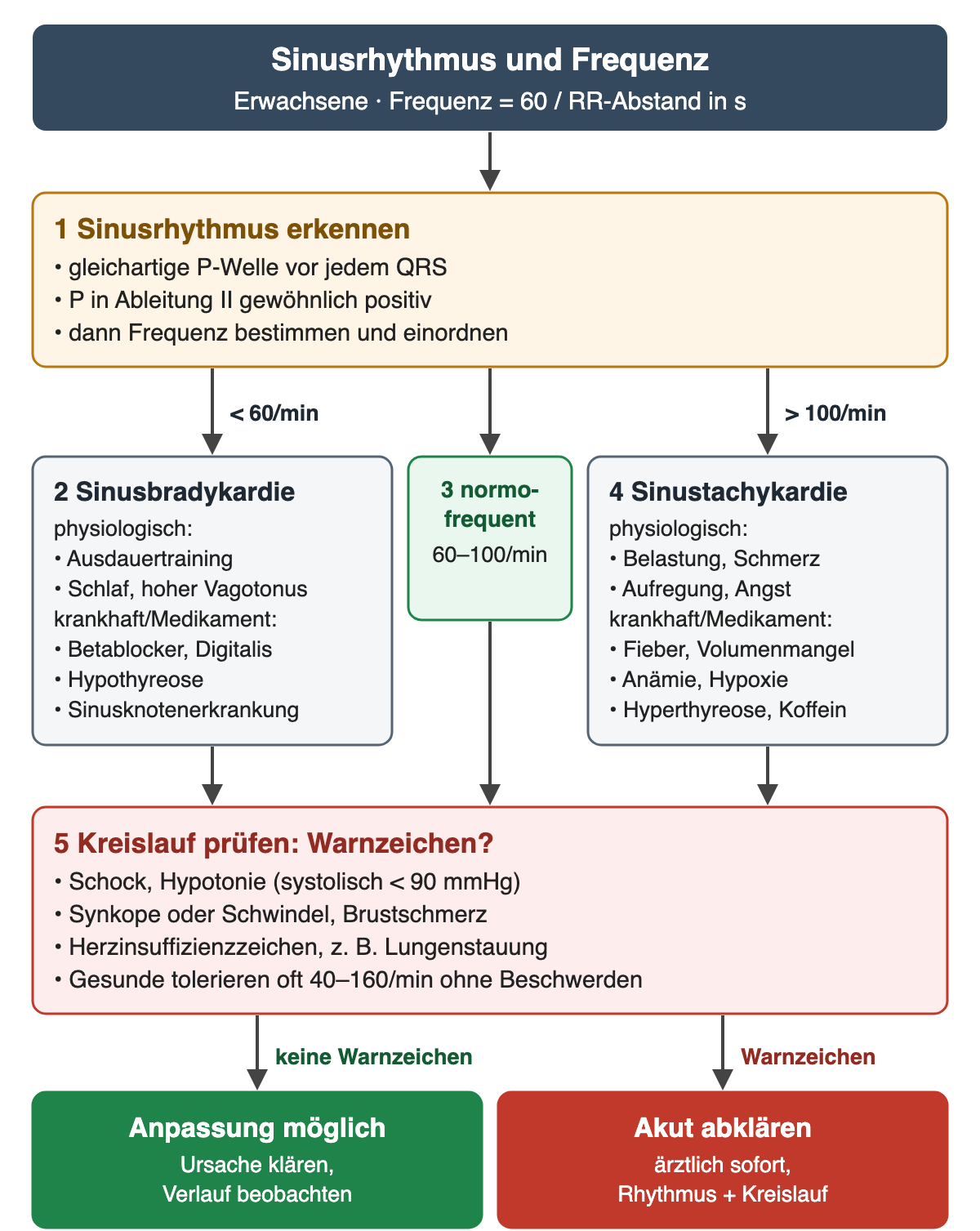 Flussdiagramm unter dem Kopf „Sinusrhythmus und Frequenz“ für Erwachsene, Frequenz gleich 60 durch RR-Abstand in Sekunden. 1 Sinusrhythmus erkennen: gleichartige P-Welle vor jedem QRS, P in II gewöhnlich positiv, dann Frequenz bestimmen und einordnen. Drei Äste: unter 60/min 2 Sinusbradykardie, physiologisch bei Ausdauertraining, Schlaf oder hohem Vagotonus, krankhaft oder medikamentös bei Betablockern, Digitalis, Hypothyreose oder Sinusknotenerkrankung; 60–100/min 3 normofrequent; über 100/min 4 Sinustachykardie, physiologisch bei Belastung, Schmerz, Aufregung oder Angst, krankhaft oder medikamentös bei Fieber, Volumenmangel, Anämie, Hypoxie, Hyperthyreose oder Koffein. Alle Äste münden in 5 Kreislauf prüfen: Warnzeichen sind Schock mit Hypotonie unter 90 mmHg systolisch, Synkope oder Schwindel, Brustschmerz und Herzinsuffizienzzeichen wie Lungenstauung; Gesunde tolerieren oft 40–160/min ohne Beschwerden. Ergebniszeile: ohne Warnzeichen ist eine Anpassung möglich, Ursache klären und Verlauf beobachten; mit Warnzeichen sofort ärztlich abklären.
