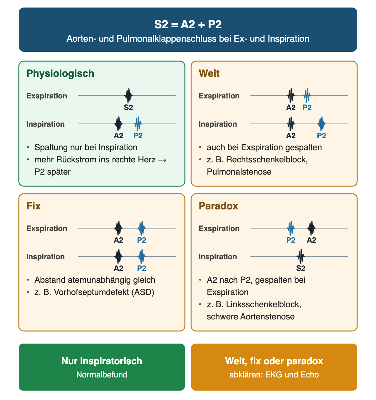 Vier Felder zur Spaltung des zweiten Herztons, oben S2 gleich A2 plus P2. Jedes Feld zeigt zwei Tonzeilen, Exspiration und Inspiration, mit dunklem A2 und blauem P2. Physiologisch, grün: in Exspiration ein einzelner Ton S2, in Inspiration A2 und danach P2; Spaltung nur bei Inspiration, mehr Rückstrom ins rechte Herz verzögert P2. Weit: in beiden Atemphasen gespalten, in Inspiration weiter; zum Beispiel Rechtsschenkelblock, Pulmonalstenose. Fix: in beiden Atemphasen gleicher Abstand; zum Beispiel Vorhofseptumdefekt. Paradox: in Exspiration P2 vor A2, in Inspiration ein einzelner Ton; zum Beispiel Linksschenkelblock, schwere Aortenstenose. Unten grün: nur inspiratorisch, Normalbefund; orange: weit, fix oder paradox, abklären mit EKG und Echo.