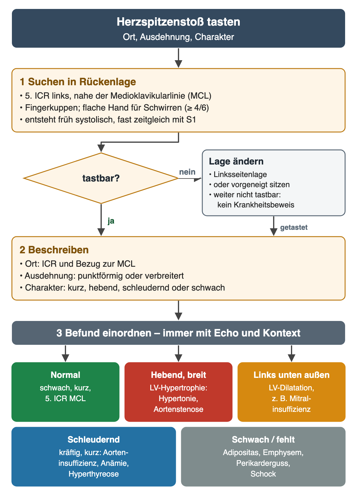 Ablaufdiagramm „Herzspitzenstoß tasten“. 1 Suchen in Rückenlage: 5. ICR links nahe der Medioklavikularlinie, Fingerkuppen, flache Hand für Schwirren ab Lautstärke 4/6, entsteht früh systolisch fast zeitgleich mit S1. Raute „tastbar?“: Nein – Lage ändern, Linksseitenlage oder vorgeneigt sitzen; weiter nicht tastbar ist kein Krankheitsbeweis. Ja oder danach getastet – 2 Beschreiben: Ort mit Bezug zur Medioklavikularlinie, Ausdehnung, Charakter. 3 Einordnen, immer mit Echo und Kontext: normal schwach und kurz; hebend und breit bei Linksherzhypertrophie wie Hypertonie oder Aortenstenose; links unten außen bei Linksherzdilatation, zum Beispiel Mitralinsuffizienz; schleudernd bei Aorteninsuffizienz, Anämie, Hyperthyreose; schwach oder fehlend bei Adipositas, Emphysem, Perikarderguss, Schock.