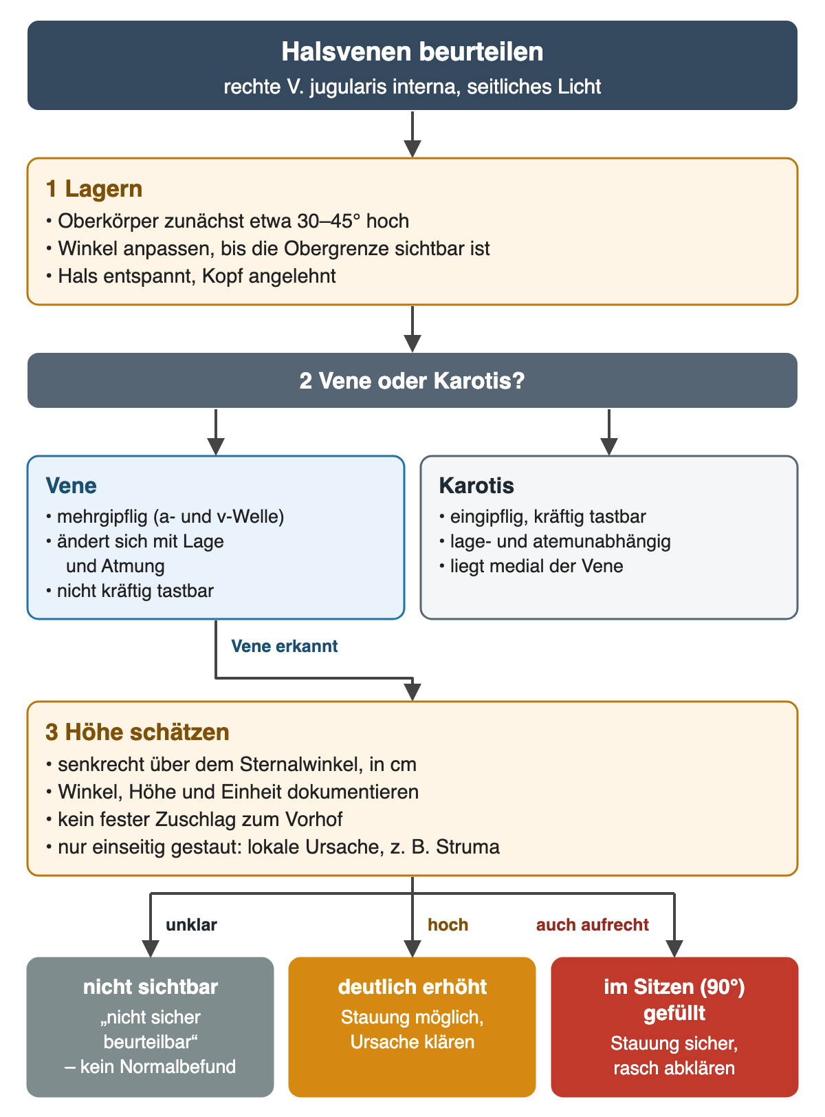 Flussdiagramm: 1 Oberkörper zunächst etwa 30 bis 45 Grad hochlagern und anpassen; 2 Vene oder Karotis – die Vene ist mehrgipflig mit a- und v-Welle, lage- und atemabhängig und nicht kräftig tastbar, die Karotis eingipflig, kräftig tastbar und liegt medial; 3 senkrechte Höhe über dem Sternalwinkel in Zentimetern schätzen und mit Winkel dokumentieren, kein fester Zuschlag zum Vorhof, einseitige Stauung spricht für lokale Ursache. Ergebniszeile: nicht sichtbar heißt nicht sicher beurteilbar, deutlich erhöht heißt Stauung möglich, auch im Sitzen bei 90 Grad gefüllt heißt sichere Stauung.