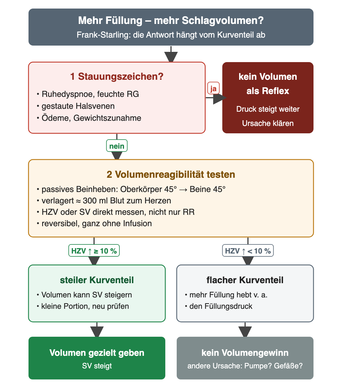 Entscheidungsdiagramm „Mehr Füllung – mehr Schlagvolumen?“. 1 Stauungszeichen: Ruhedyspnoe und feuchte Rasselgeräusche, gestaute Halsvenen, Ödeme oder Gewichtszunahme. Bei Ja führt ein Pfeil zu einem dunkelroten Kasten: kein Volumen als Reflex, der Druck steigt weiter, Ursache klären. Bei Nein folgt 2 Volumenreagibilität testen: passives Beinheben aus 45° Oberkörperhochlage mit Beinen auf 45°, verlagert etwa 300 ml Blut zum Herzen, HZV oder SV direkt messen und nicht nur den Blutdruck, reversibel und ohne Infusion. Steigt das HZV um mindestens 10 %, liegt das Herz im steilen Kurventeil: Volumen kann das SV steigern, kleine Portion und neu prüfen. Steigt es um weniger als 10 %, liegt es im flachen Kurventeil: Mehr Füllung hebt vor allem den Füllungsdruck. Ergebnisse: grün Volumen gezielt geben, SV steigt; grau kein Volumengewinn, andere Ursache wie Pumpe oder Gefäße suchen.