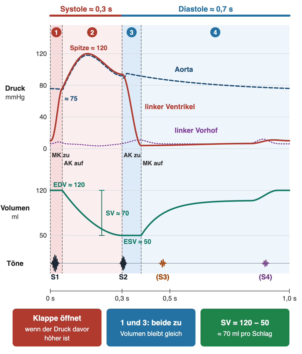Druck-Volumen-Zeit-Diagramm des linken Herzens über einen Herzschlag von 0 bis 1 Sekunde, oben Systole etwa 0,3 und Diastole etwa 0,7 Sekunden, vier nummerierte Phasenstreifen. Druckfeld 0 bis 120 mmHg: Die rote Ventrikelkurve steigt in Phase 1 steil von etwa 10 auf 75 mmHg, überschreitet die gestrichelte Aortenkurve, erreicht etwa 120 mmHg und fällt nach dem Aortenklappenschluss in Phase 3 steil unter die gepunktete Vorhofkurve von etwa 5 bis 10 mmHg; die Aortenkurve sinkt in der Diastole langsam auf etwa 75 mmHg. Senkrechte gestrichelte Linien mit den Beschriftungen MK zu, AK auf, AK zu, MK auf. Volumenfeld: konstant etwa 120 ml, dann Abfall auf etwa 50 ml, konstant, dann Anstieg mit später Zunahme durch die Vorhofkontraktion; Klammer SV etwa 70. Tonzeile mit S1, S2 sowie S3 und S4 in Klammern. Unten drei Felder: Klappe öffnet, wenn der Druck davor höher ist; in 1 und 3 sind beide zu, das Volumen bleibt gleich; SV gleich 120 minus 50, etwa 70 ml pro Schlag.