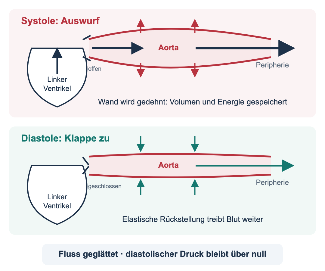 Zwei übereinanderliegende Felder. Oben Systole: Die Aortenklappe ist offen, der linke Ventrikel wirft Blut in die Aorta aus, die Aortenwand wölbt sich nach außen und speichert Volumen und Energie; gleichzeitig fließt Blut zur Peripherie. Unten Diastole: Die Klappe ist geschlossen, die Aortenwand stellt sich elastisch zurück und treibt das Blut weiter zur Peripherie.
