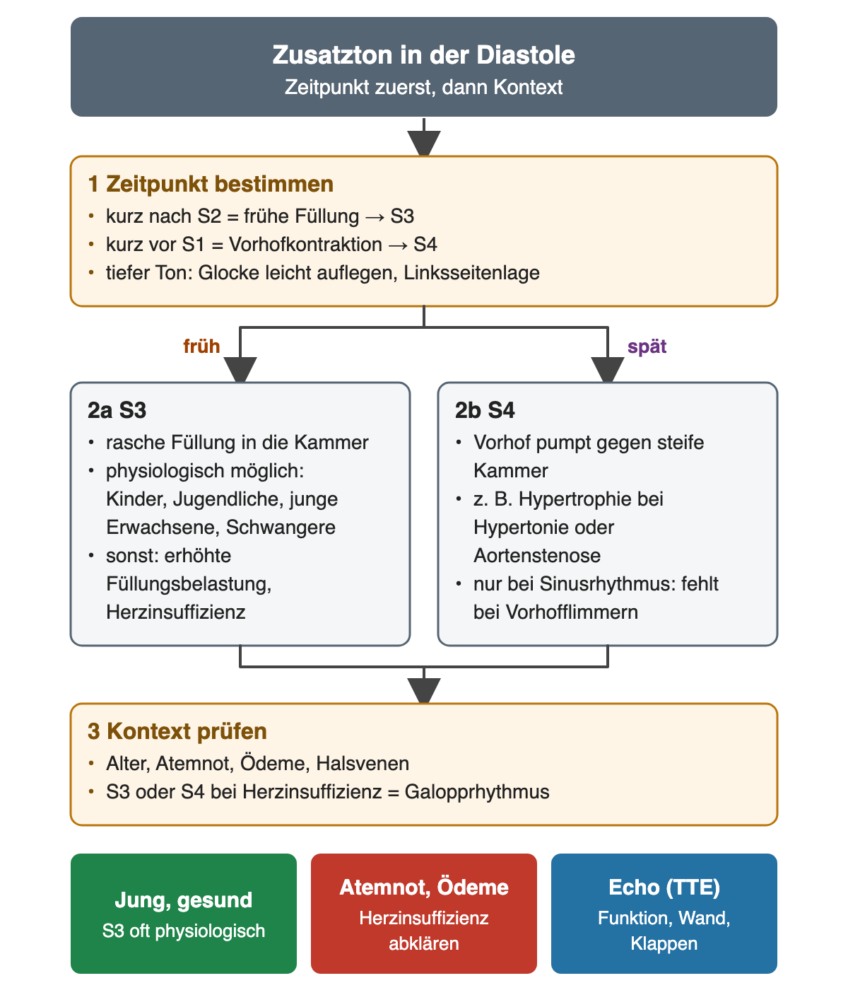 Entscheidungsdiagramm für einen Zusatzton in der Diastole. Oben: Zeitpunkt zuerst, dann Kontext. Kasten 1, Zeitpunkt bestimmen: kurz nach S2 heißt frühe Füllung und S3, kurz vor S1 heißt Vorhofkontraktion und S4, tiefen Ton mit leicht aufgelegter Glocke in Linksseitenlage hören. Zwei Pfeile, früh und spät, führen zu 2a S3: rasche Füllung in die Kammer, physiologisch möglich bei Kindern, Jugendlichen, jungen Erwachsenen und Schwangeren, sonst erhöhte Füllungsbelastung oder Herzinsuffizienz; und zu 2b S4: Vorhof pumpt gegen steife Kammer, zum Beispiel Hypertrophie bei Hypertonie oder Aortenstenose, nur bei Sinusrhythmus, fehlt bei Vorhofflimmern. Beide führen zu 3, Kontext prüfen: Alter, Atemnot, Ödeme, Halsvenen; S3 oder S4 bei Herzinsuffizienz heißt Galopprhythmus. Unten drei Felder: jung und gesund, S3 oft physiologisch; Atemnot und Ödeme, Herzinsuffizienz abklären; Echo zur Beurteilung von Funktion, Wand und Klappen.