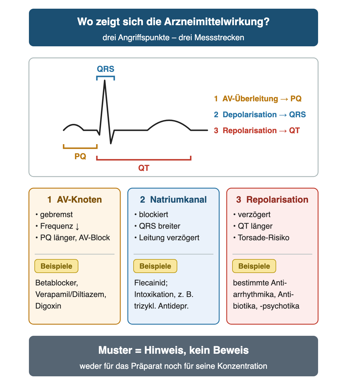 Schematischer Herzschlag mit drei Messstrecken: PQ für die AV-Überleitung, QRS für die Depolarisation, QT für die Repolarisation. Darunter drei Spalten: AV-Knoten gebremst mit niedrigerer Frequenz, längerer PQ oder AV-Block, Beispiele Betablocker, Verapamil/Diltiazem, Digoxin; Natriumkanal blockiert mit breiterem QRS, Beispiele Flecainid und Intoxikation etwa mit trizyklischen Antidepressiva; Repolarisation verzögert mit längerer QT und Torsade-Risiko, Beispiele bestimmte Antiarrhythmika, Antibiotika, Antipsychotika. Ergebnis: Das Muster ist ein Hinweis, kein Beweis für Präparat oder Konzentration