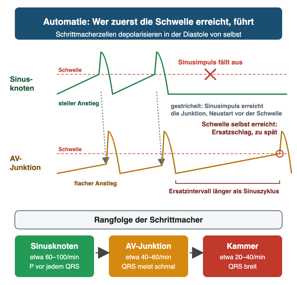 Zwei Spuren über die Zeit: Der Sinusknoten erreicht mit steilem Anstieg zweimal die Schwelle und setzt dabei die langsamer ansteigende AV-Junktion zurück; nach Ausfall des Sinusimpulses erreicht die Junktion selbst die Schwelle und erzeugt einen späten Ersatzschlag. Darunter die Rangfolge Sinusknoten etwa 60–100/min, AV-Junktion etwa 40–60/min, Kammer etwa 20–40/min