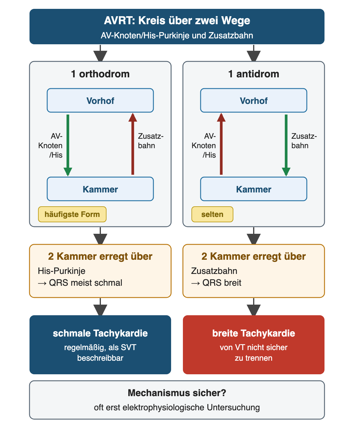Zwei Kreisläufe zwischen Vorhof und Kammer: orthodrom vorwärts über AV-Knoten/His und zurück über die Zusatzbahn mit meist schmalem QRS; antidrom vorwärts über die Zusatzbahn und zurück über den AV-Knoten mit breitem QRS; der sichere Mechanismus braucht oft eine elektrophysiologische Untersuchung