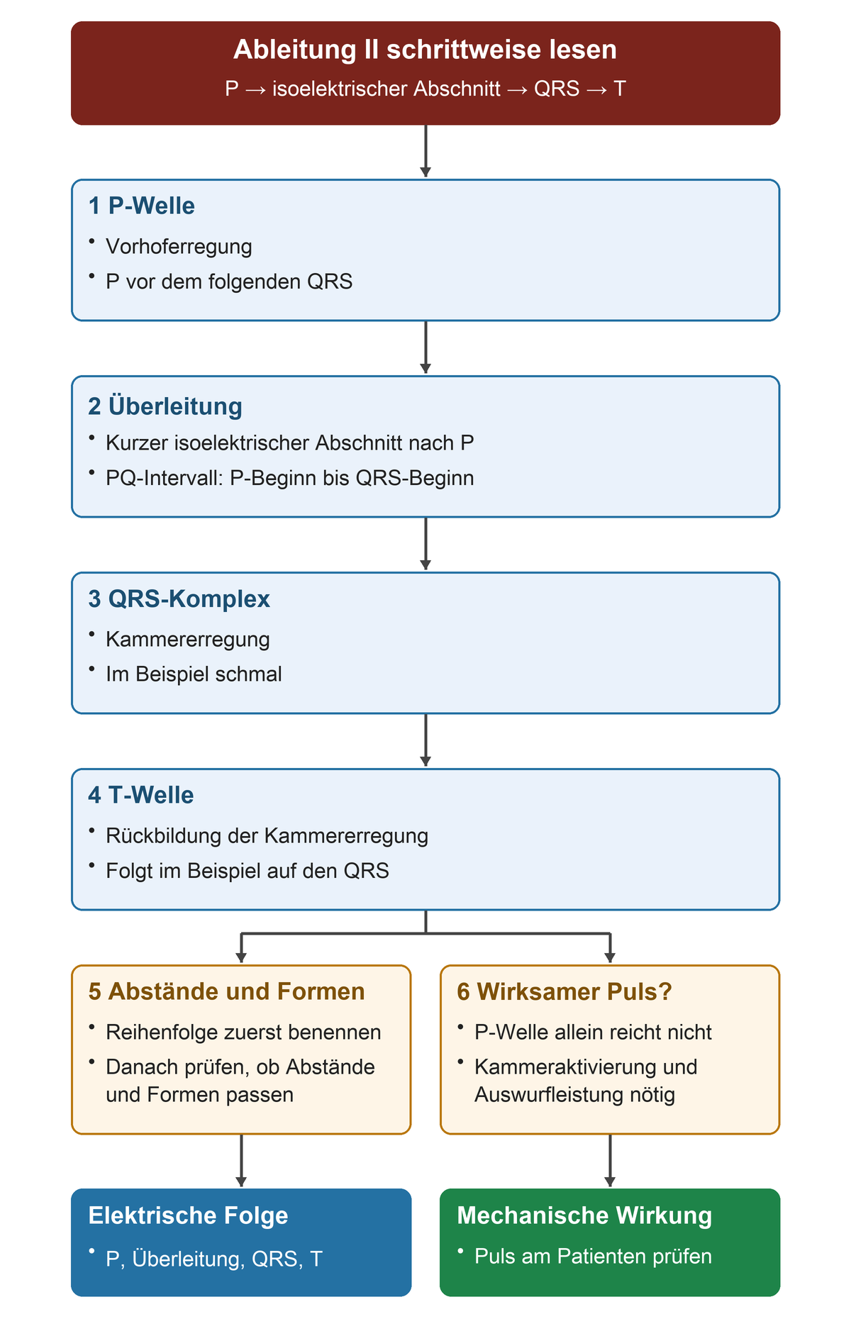 Die elektrische Folge in Ableitung II wird von P über Überleitung und QRS bis T verfolgt; anschließend werden Abstände und Formen sowie der wirksame Puls getrennt geprüft.