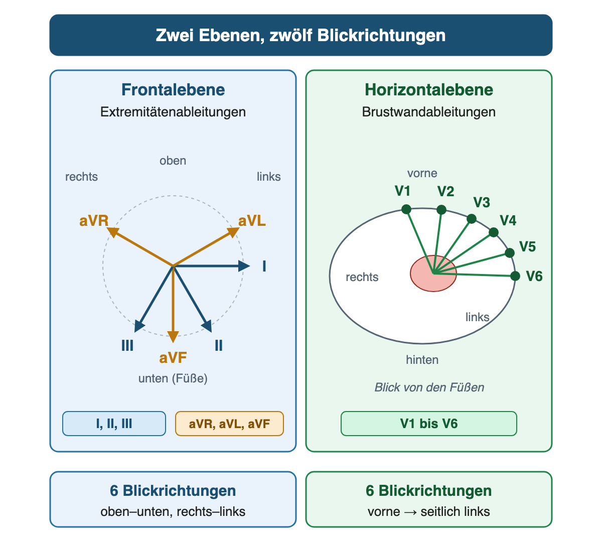 Frontalebene mit den Richtungen von I, II, III, aVR, aVL und aVF sowie Horizontalebene mit V1 bis V6 im Querschnitt