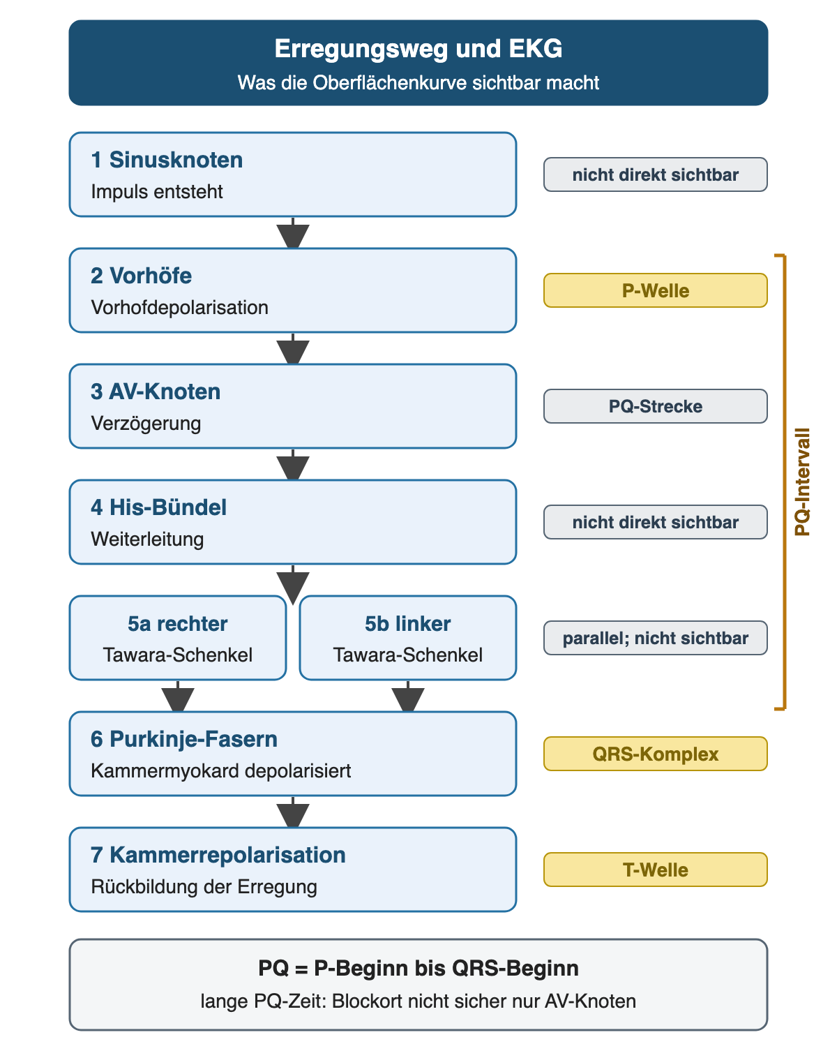 Erregungsweg in sieben Schritten mit EKG-Zuordnung: P-Welle, PQ-Strecke, QRS-Komplex und T-Welle; PQ-Intervall von P-Beginn bis QRS-Beginn