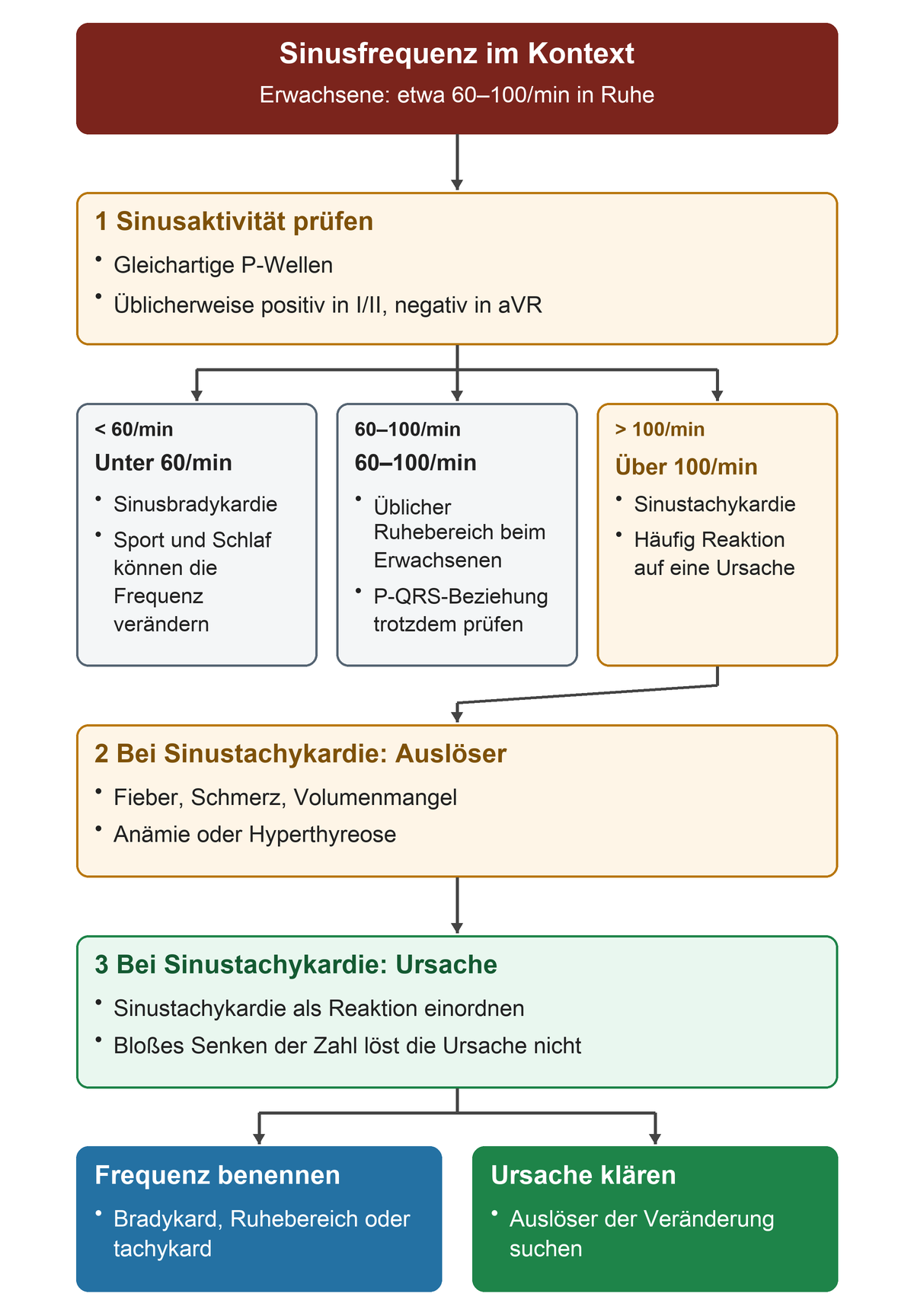 Nach Prüfung der Sinusaktivität wird die Frequenz in unter 60, 60 bis 100 und über 100 pro Minute eingeteilt; bei Sinustachykardie werden konkrete Auslöser gesucht.