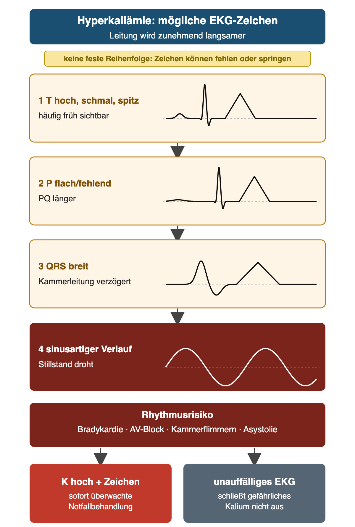 Hyperkaliämie, mögliche EKG-Zeichen als vier schematische Streifen: 1 hohe, schmale, spitze T-Welle, häufig früh sichtbar; 2 flache oder fehlende P-Welle mit längerer PQ; 3 breiter QRS durch verzögerte Kammerleitung; 4 sinusartiger Verlauf, Kreislaufstillstand droht. Hinweis: keine feste Reihenfolge, Zeichen können fehlen oder springen. Rhythmusrisiko: Bradykardie, AV-Block, Kammerflimmern, Asystolie. Ergebnis: hohes Kalium mit Zeichen bedeutet sofortige überwachte Notfallbehandlung; ein unauffälliges EKG schließt gefährliches Kalium nicht aus