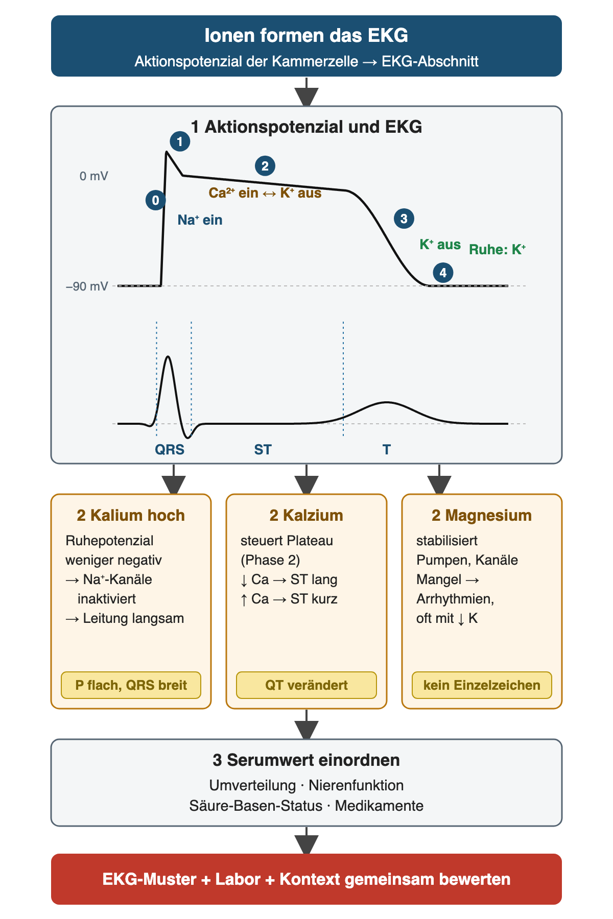 Oben Aktionspotenzial einer Kammerzelle mit Phase 0 (Natriumeinstrom), Phase 2 als Plateau (Kalziumeinstrom gegen Kaliumausstrom), Phase 3 (Kaliumausstrom) und Phase 4 (Ruhepotenzial um −90 mV durch Kalium); darunter auf gleicher Zeitachse das EKG mit QRS, ST-Strecke und T-Welle. Drei Kästen: Kalium hoch macht das Ruhepotenzial weniger negativ, Natriumkanäle werden inaktiviert, die Leitung wird langsam (P flach, QRS breit); Kalzium steuert das Plateau (niedrig: ST lang, hoch: ST kurz); Magnesium stabilisiert Pumpen und Kanäle, Mangel fördert Arrhythmien, oft zusammen mit niedrigem Kalium. Danach: Serumwert einordnen nach Umverteilung, Nierenfunktion, Säure-Basen-Status und Medikamenten
