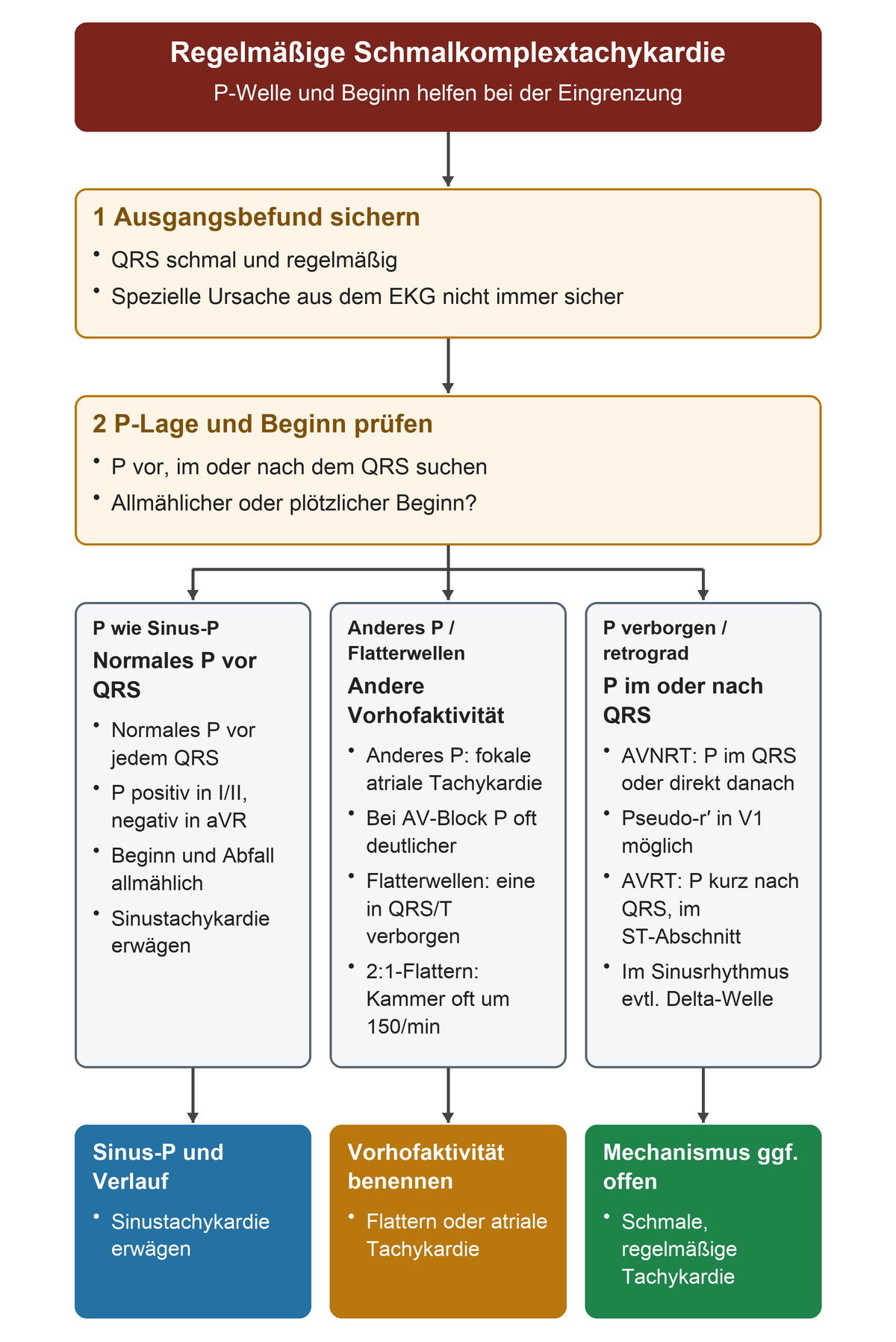 Bei regelmäßigem schmalem Tachykardierhythmus werden normales oder anders geformtes P vor dem QRS, P im oder nach dem QRS sowie verborgene Flatterwellen als Hinweise auf verschiedene Mechanismen verglichen.